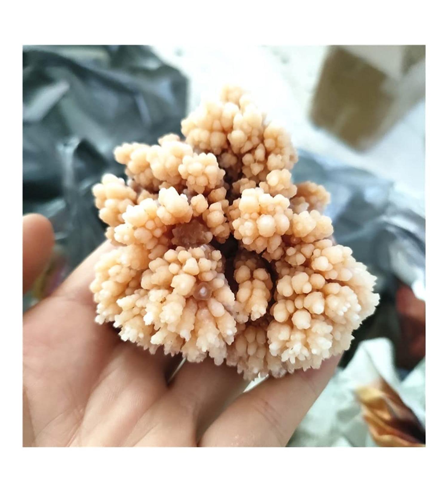 Rare Natural Raw Quartz Crystal Cluster Stones Crystal Point Specimen Home Decoration Raw Crystals Full of Texture (Size : 80-130g) - Buy Online on GoSupps.com