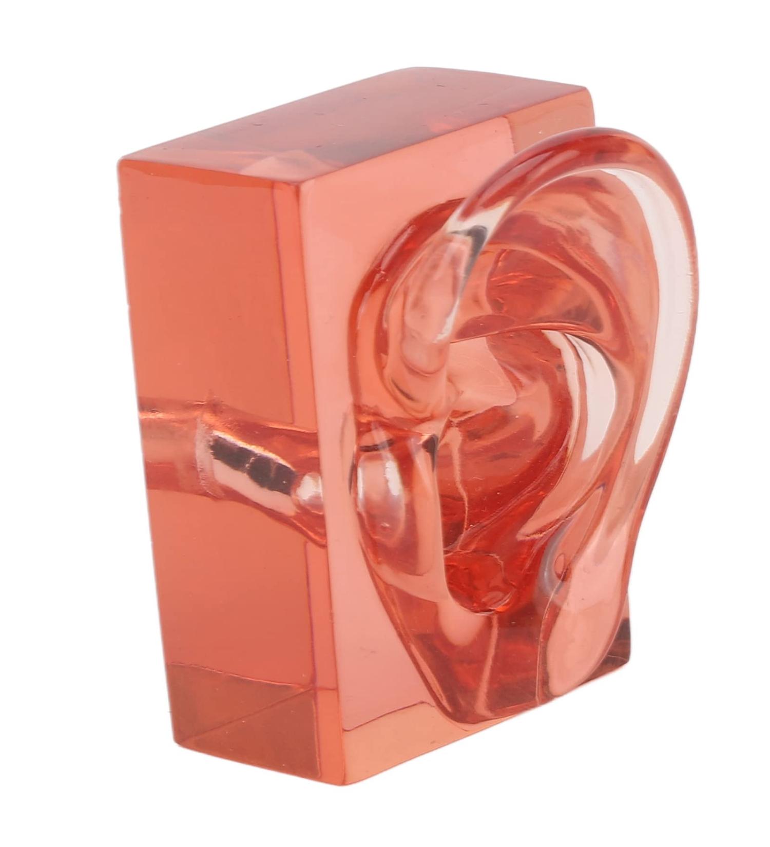 Transparent Acrylic Ear Model for Right Ear - Ideal for Observation | Buy Internationally - Buy Online on GoSupps.com