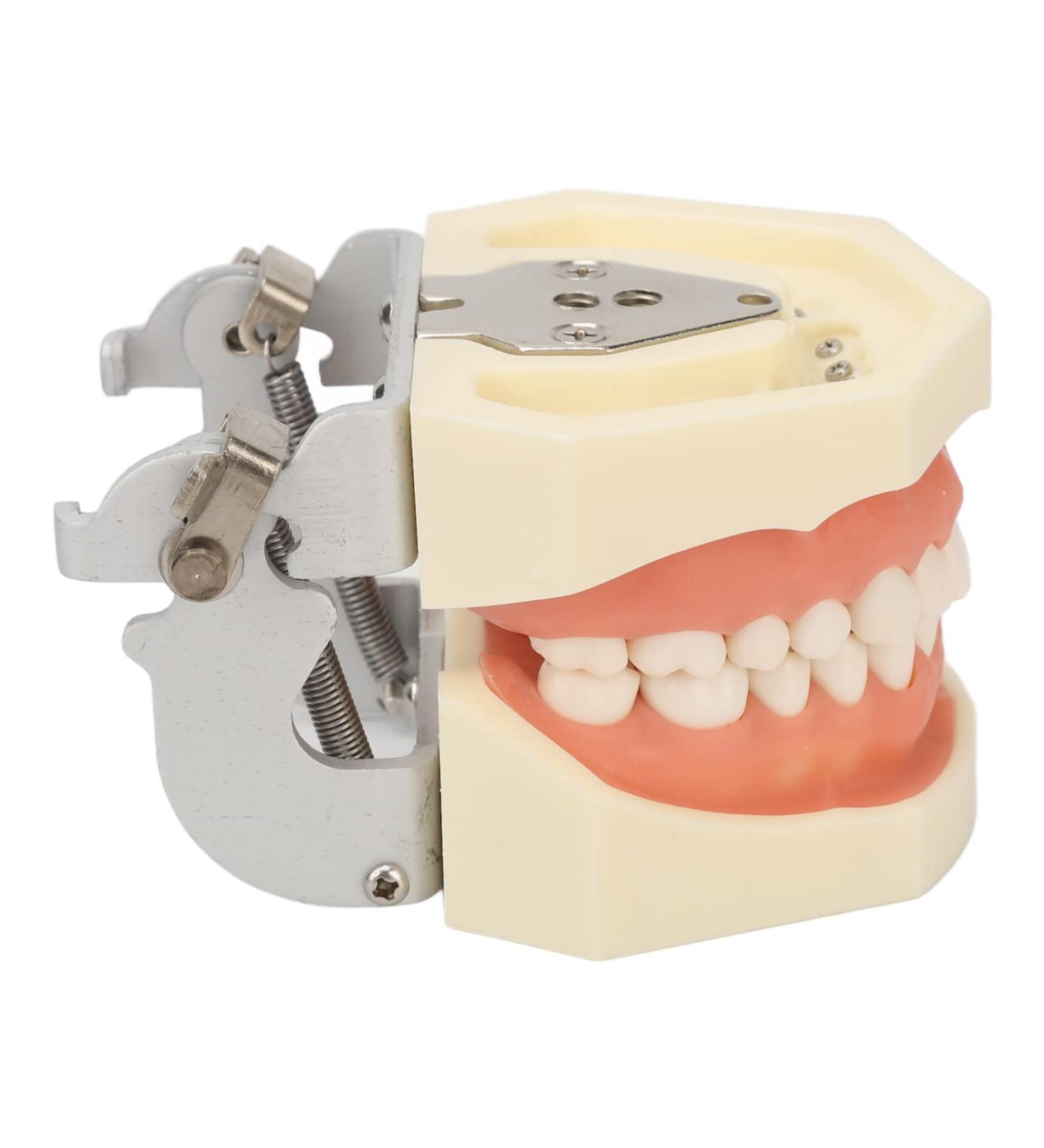 Buy Dental Typodont Teeth Model - 28 Teeth Soft Gums Upper Jaw Cyst Teaching Model for Incision Practice - International Shipping Available - Buy Online on GoSupps.com