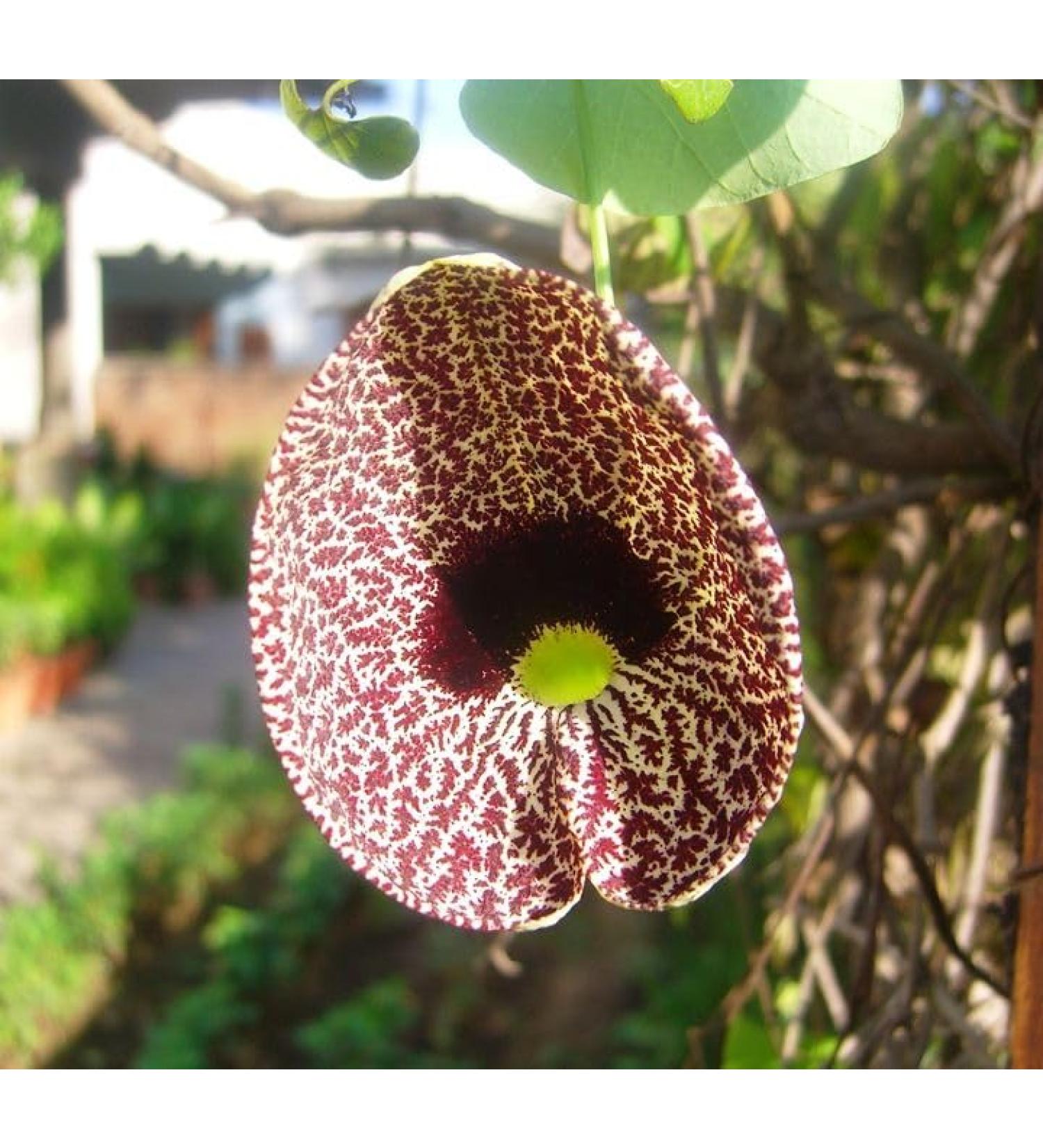 G neric Duck Flower 1 Ducks Dried Flowers