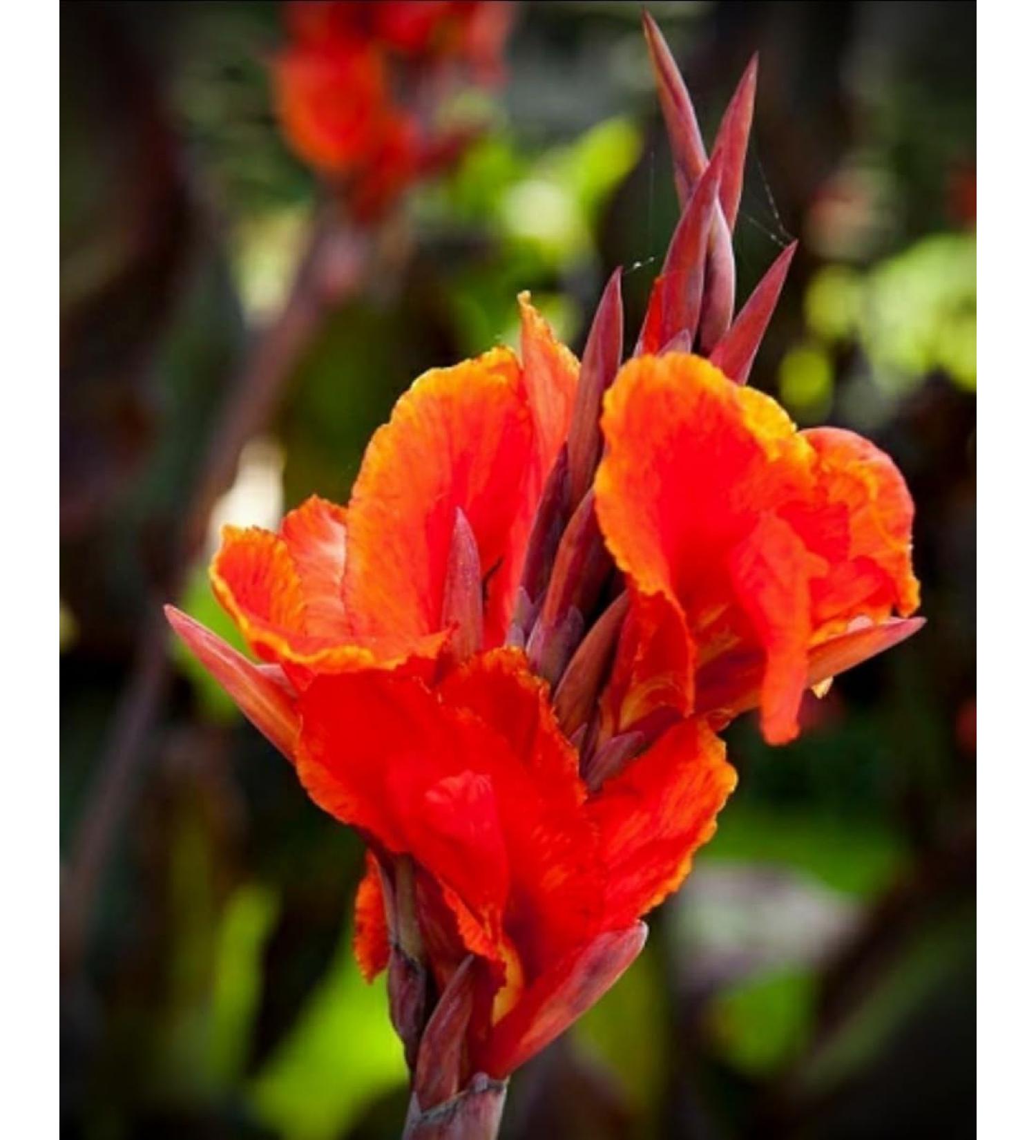 Winter Canna Red King Cold Resistant -8C Hawaii Guam Bali Okinawa Tropical Tropical Tropical Groppa Honeysuckle Plumeria Garden