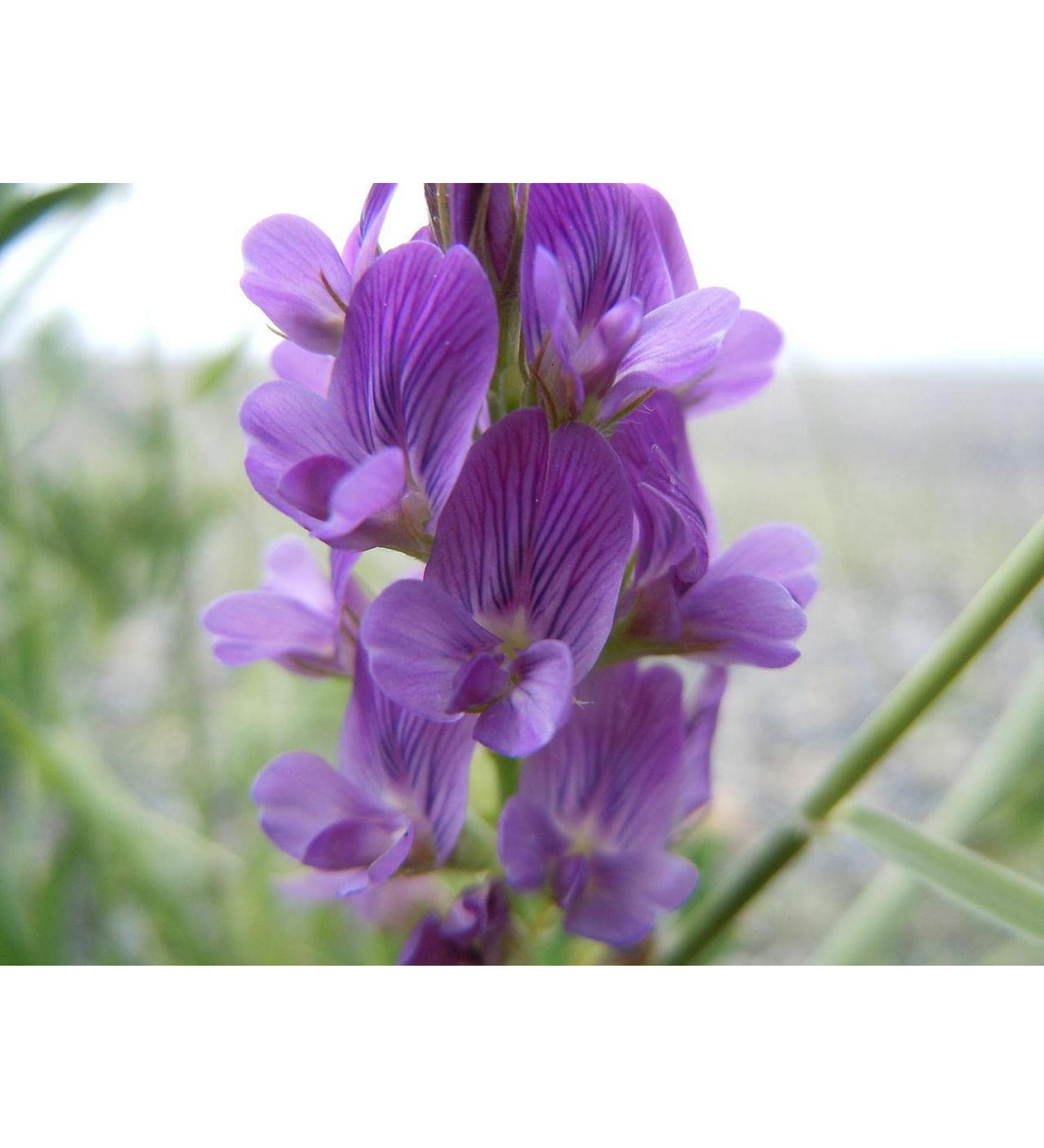 Semi 150G NT Erba Medica/Alfalfa Grown/Medicago Sativa/Alfa Alfa