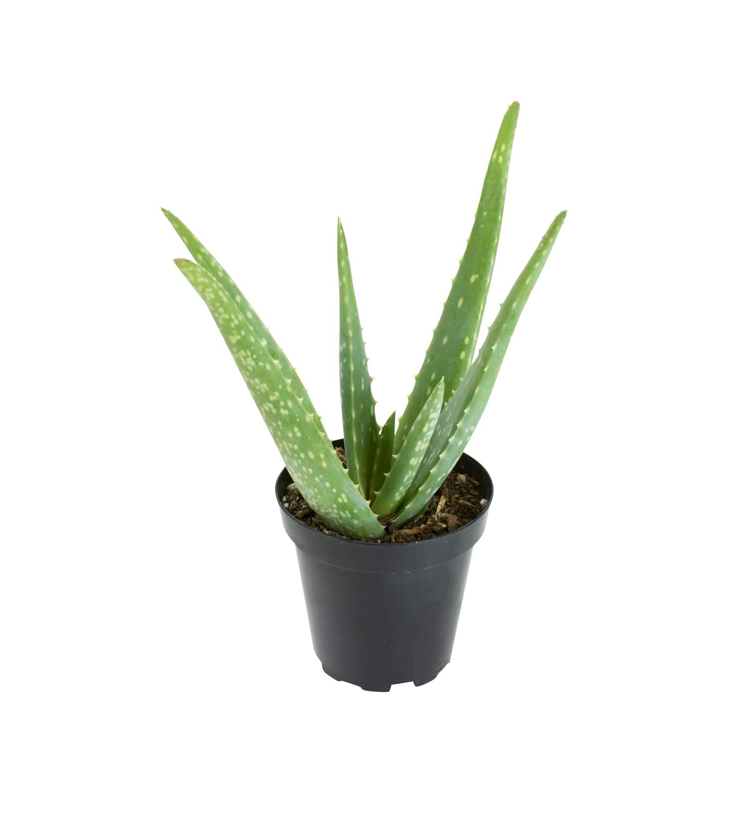 Live Aloe Vera Succulent Plant in 3.5 Inch Pot by Plants for Pets - Indoor House Plant - Buy Online on GoSupps.com
