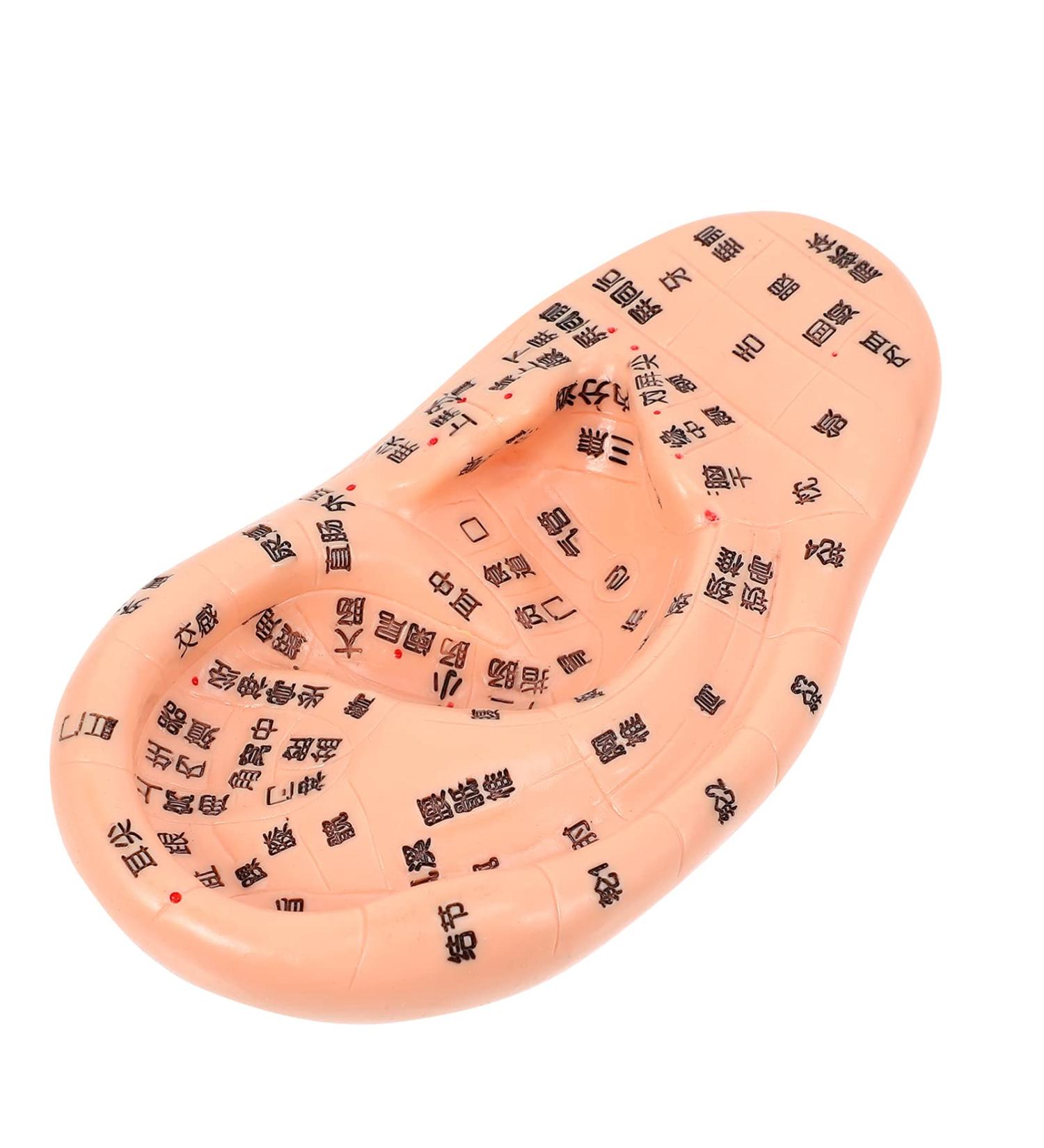 Buy 3D Chinese Massage Ear Model - PVC Artificial Human Ear Display Tool for Scientific Use - International Shipping Available - Buy Online on GoSupps.com
