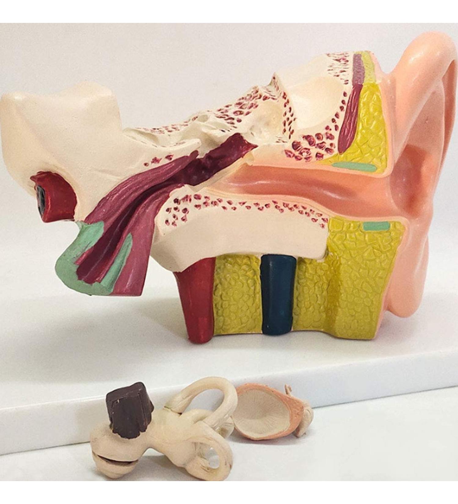 The Size Ear Model 5X Ear Anatomical Model for Inner Ear aids for Teaching Medical and Study of Education - Buy Online on GoSupps.com
