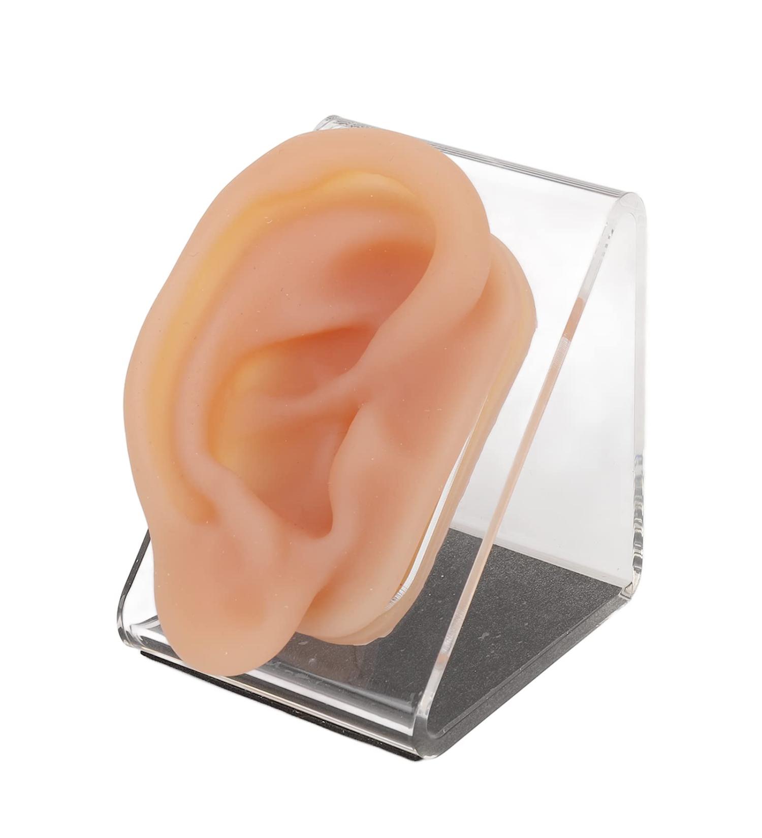 Ear Model Silicone Simulated Ear Model Ear Model with Display Stand Acupuncture Practice Tool for Piercing Display - Buy Online on GoSupps.com