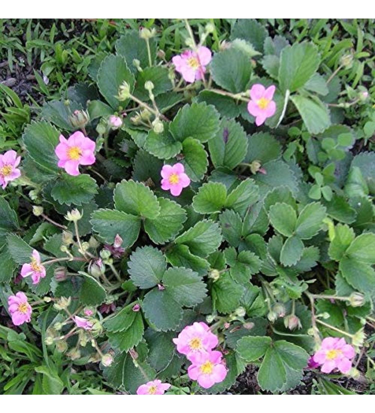 SEMI DI GERMINAZIONE: Rosa Bl hende Erdbeere Mix * 100 + Samen * * Zierblumen Rote Fr chte