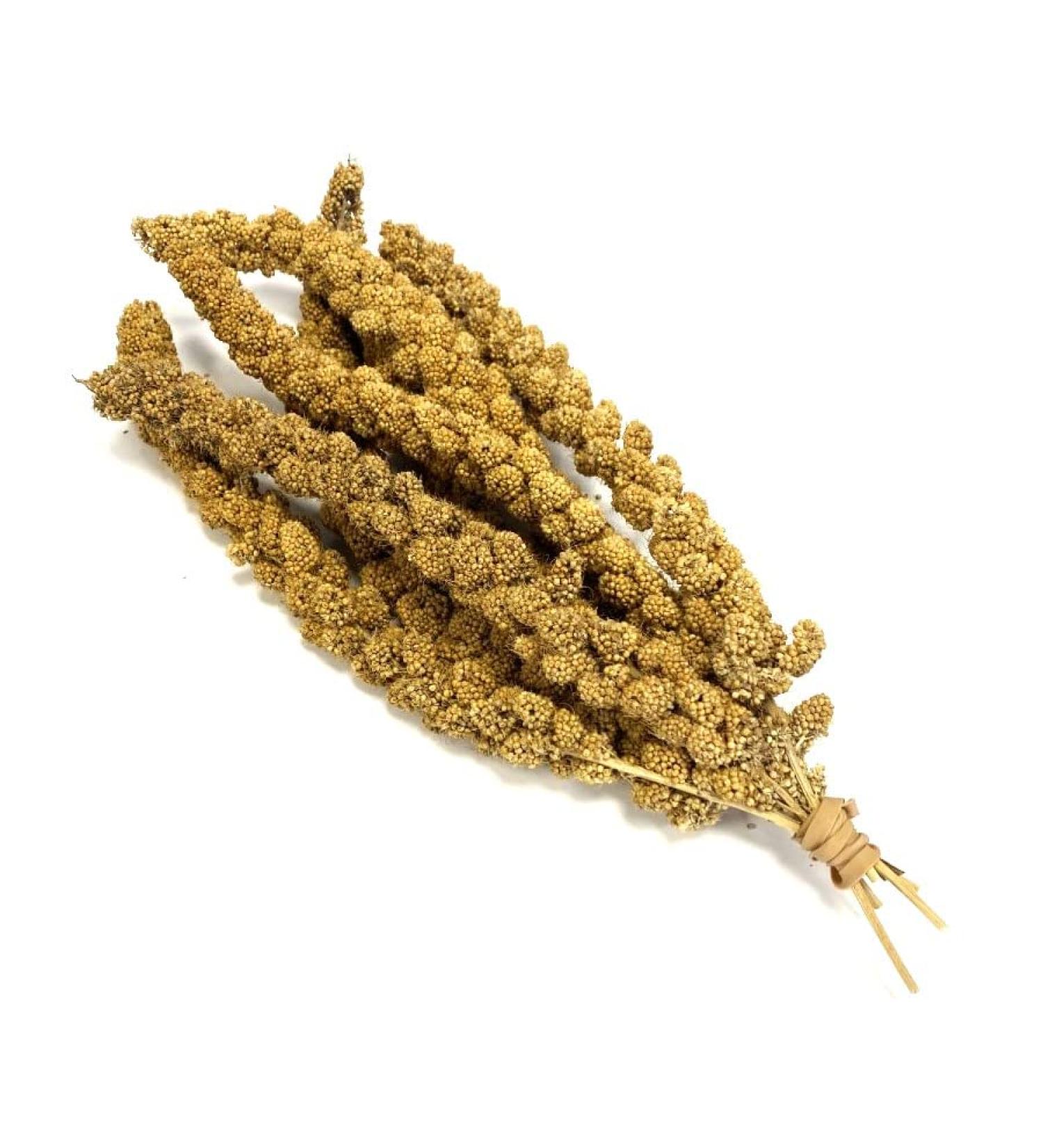Millet Sprays x 10 Premium Cage Bird Food Seed Natural 10 count (Pack of 1) - Buy Online on GoSupps.com