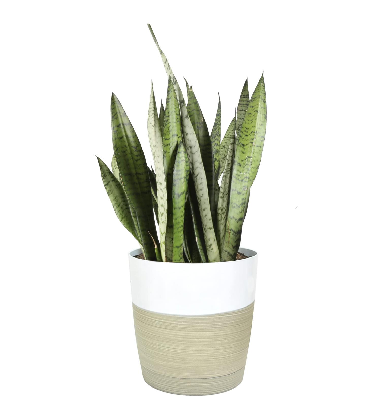 Costa Farms Premium Sansevieria Indoor Snake Plant - 2ft Tall in Decor Planter - Buy Online on GoSupps.com