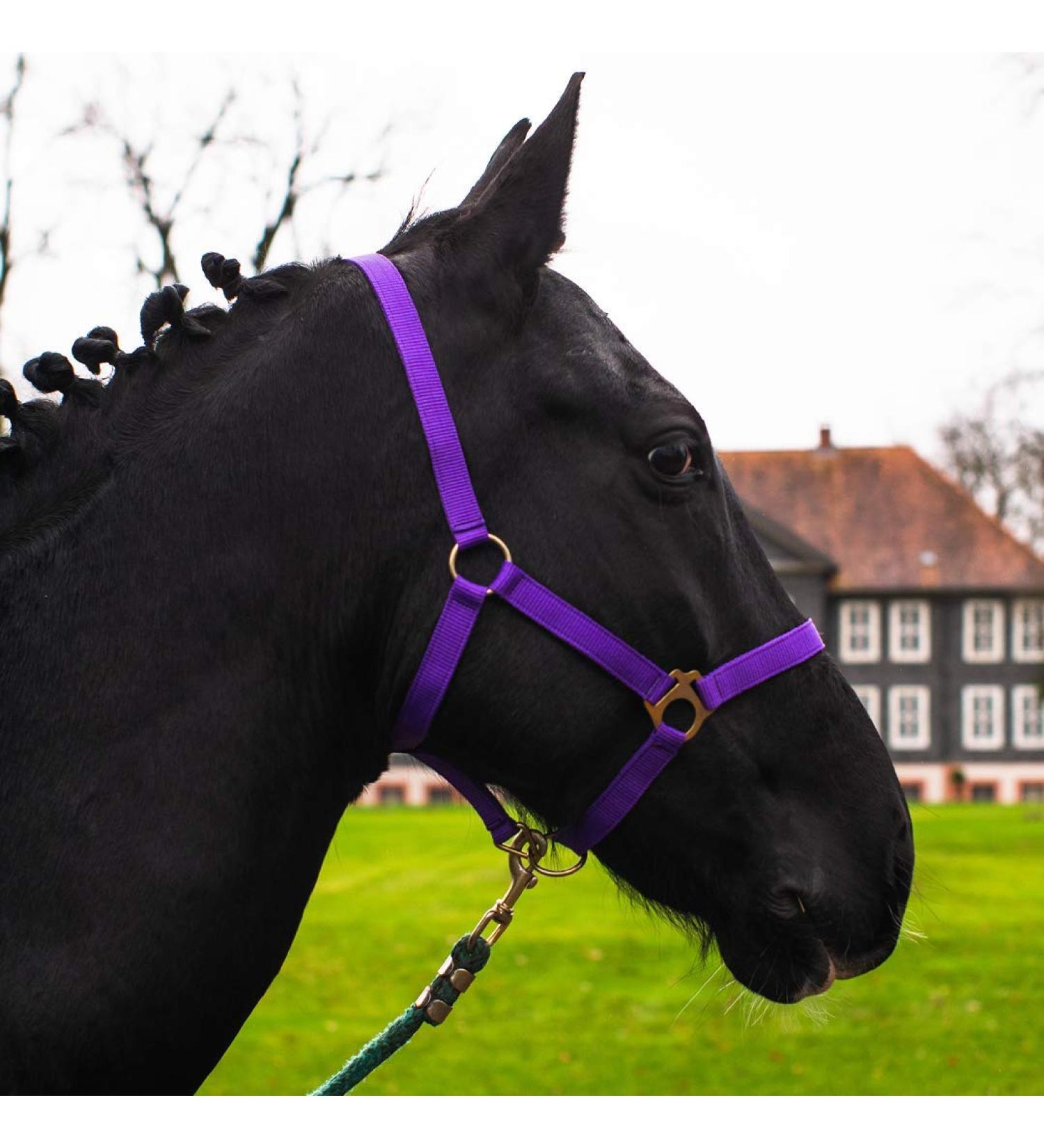 Adjustable Purple Pony Halter for Warmblood Thoroughbred & Cold Blood | Durable & Tearproof Stable & Pasture Use - Buy Online on GoSupps.com