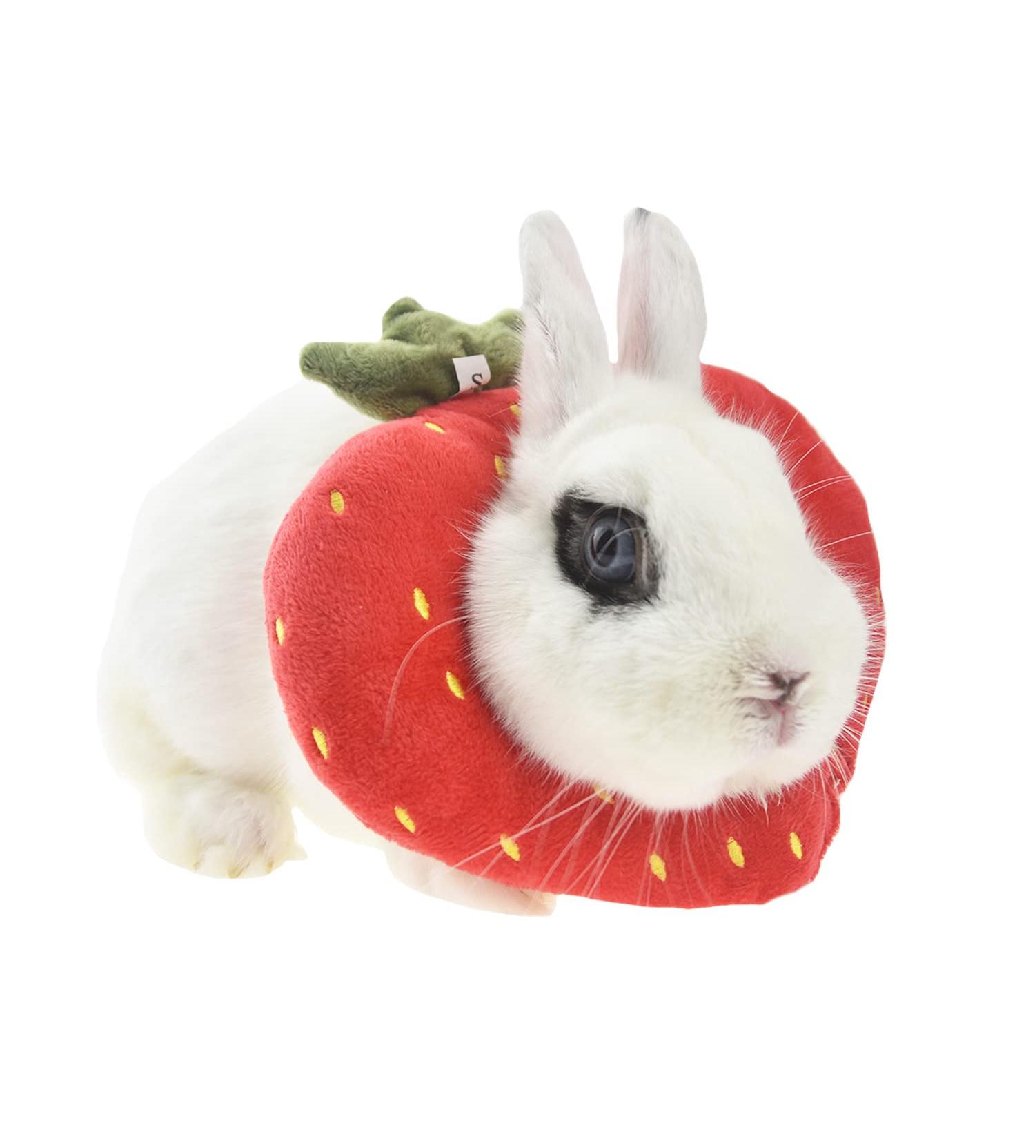 Buy Fladorepet Rabbit Protection Cone Elizabethan Neck Collars & Hasentoast Avocado Costume for Small Pets - Perfect for Recovery & Fun! - Buy Online on GoSupps.com