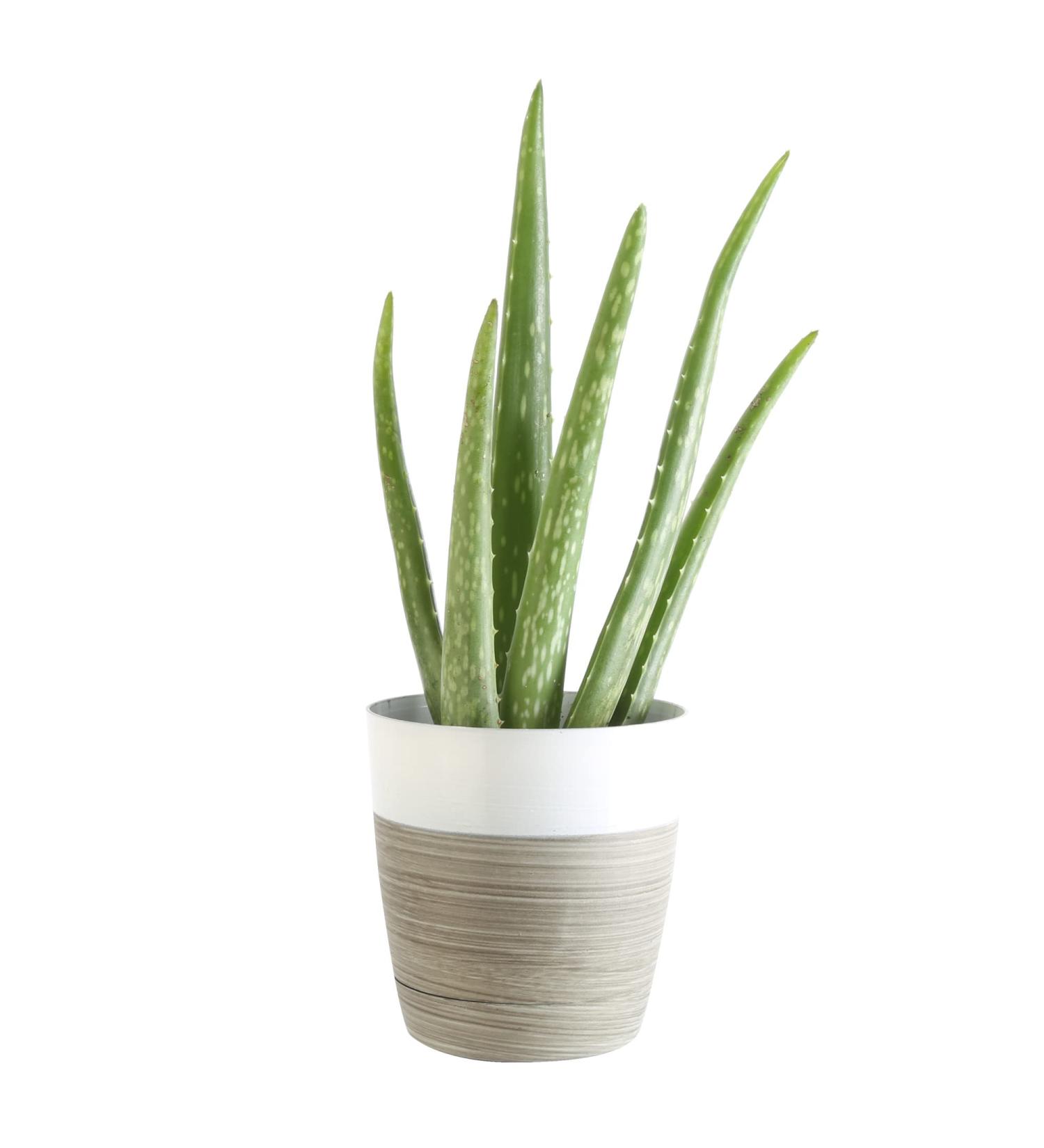 Costa Farms Aloe Vera Live Indoor Plant 7-Inches Tall in White-Natural Dcor Planter - Fresh from Our Farm - Great Gift - Buy Online on GoSupps.com
