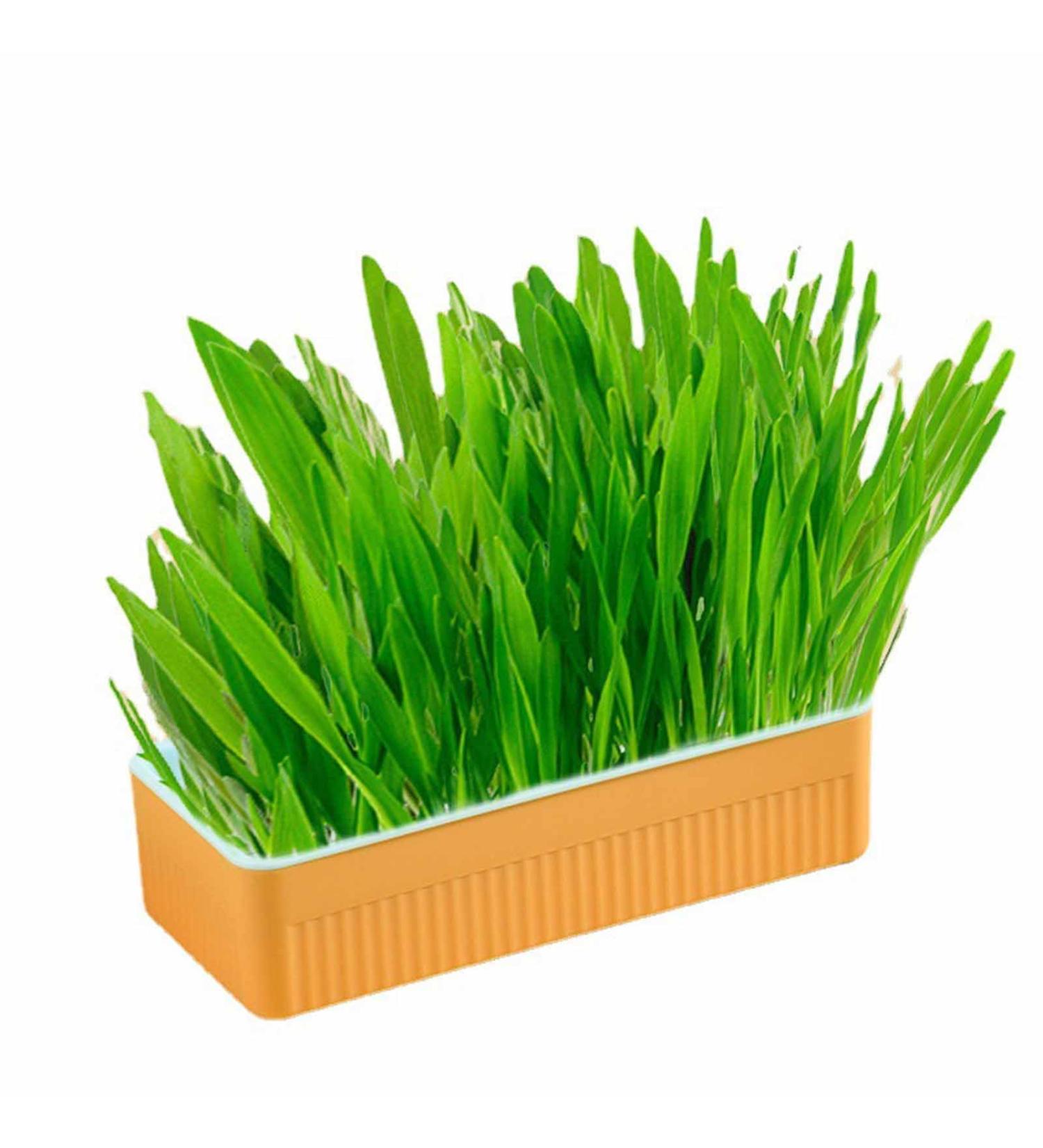 Hydroponic Cat Grass Kit Hydroponics Growing System Garden Kit Soil Growing Catnip Cat Grass with Planting Box for Indoor Household (Blue Orange) - Buy Online on GoSupps.com