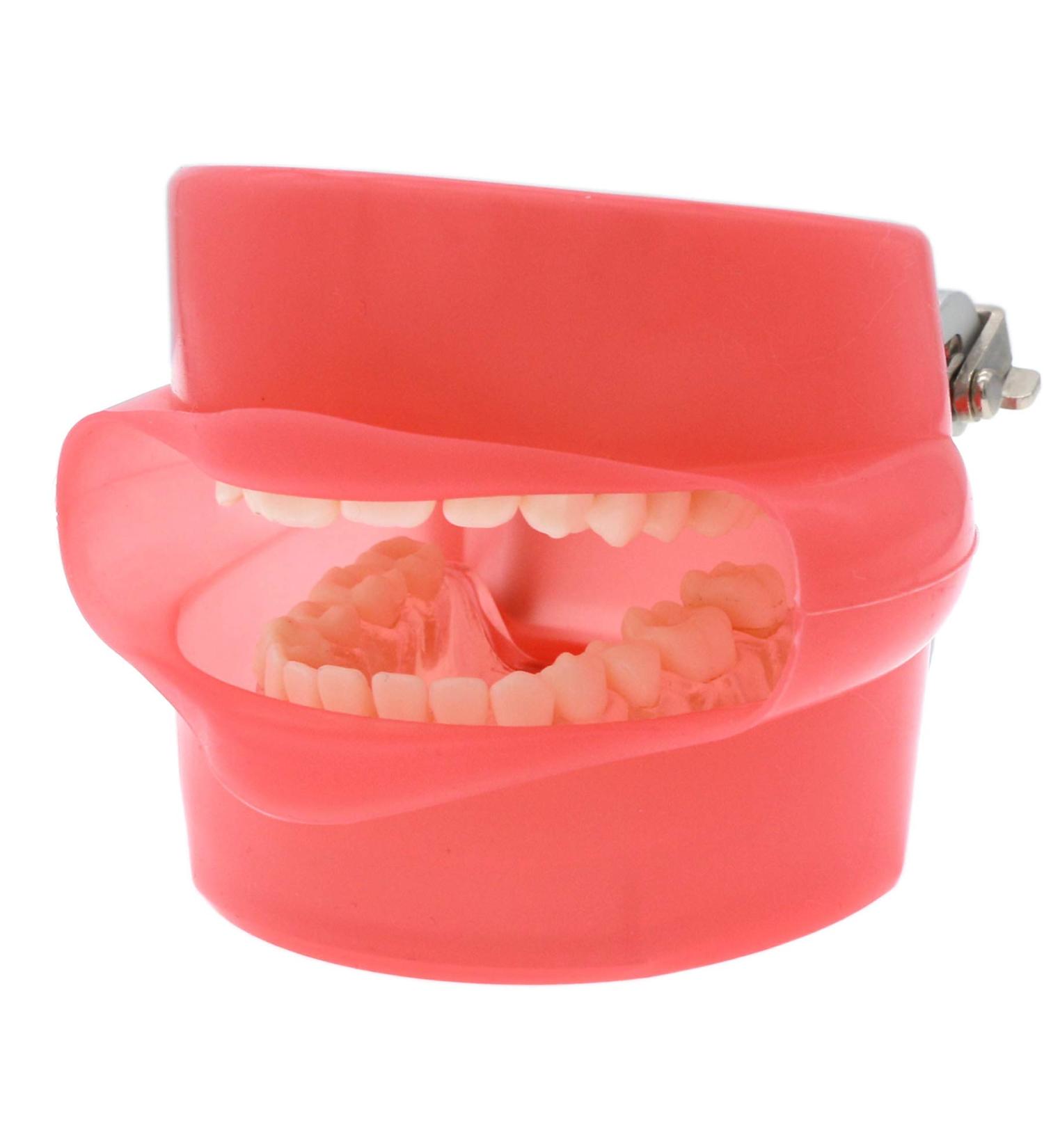 Dental Teaching Tooth Extraction Model | Full Mouth Simulation with Detachable Teeth - Buy Online on GoSupps.com