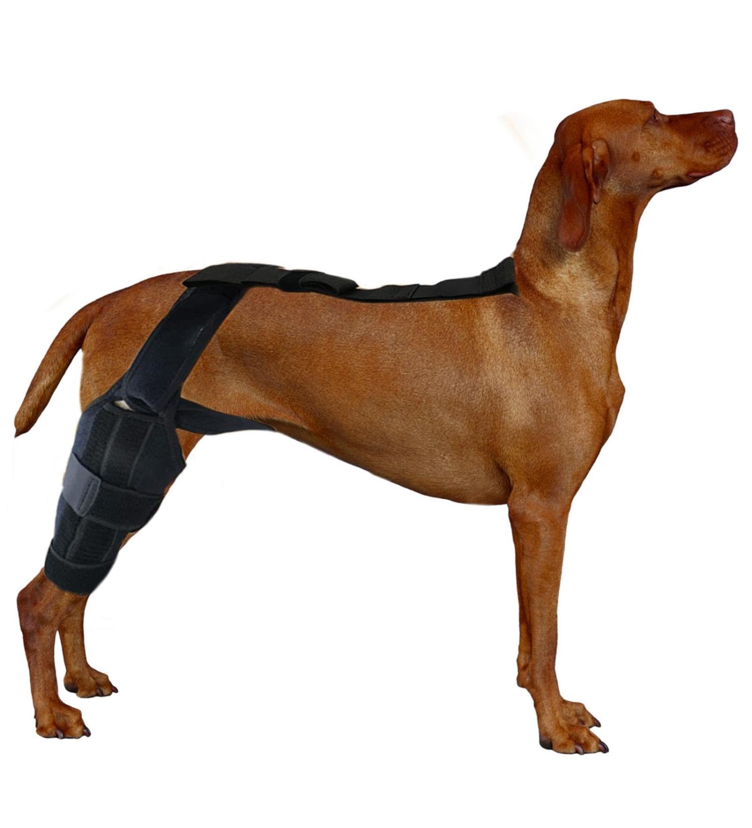 Dog ACL Knee Brace Brace Behind Leg Rear Leg Stabilizer for Small Dogs Neoprene Hip Brace with Adjustable Traction Belt for Cruciate Ligament Injury Joint M right - Buy Online on GoSupps.com