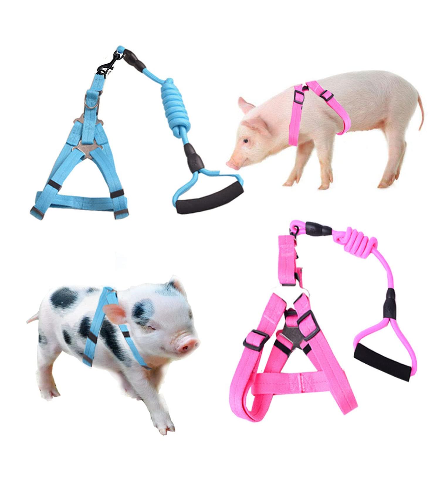 Woyous Adjustable 2-Part Animal Dishes Set for Small Pets - Pink & Blue - Ideal for Pigs Dogs and Rabbits - Perfect for Walking & Playing - Buy Online on GoSupps.com