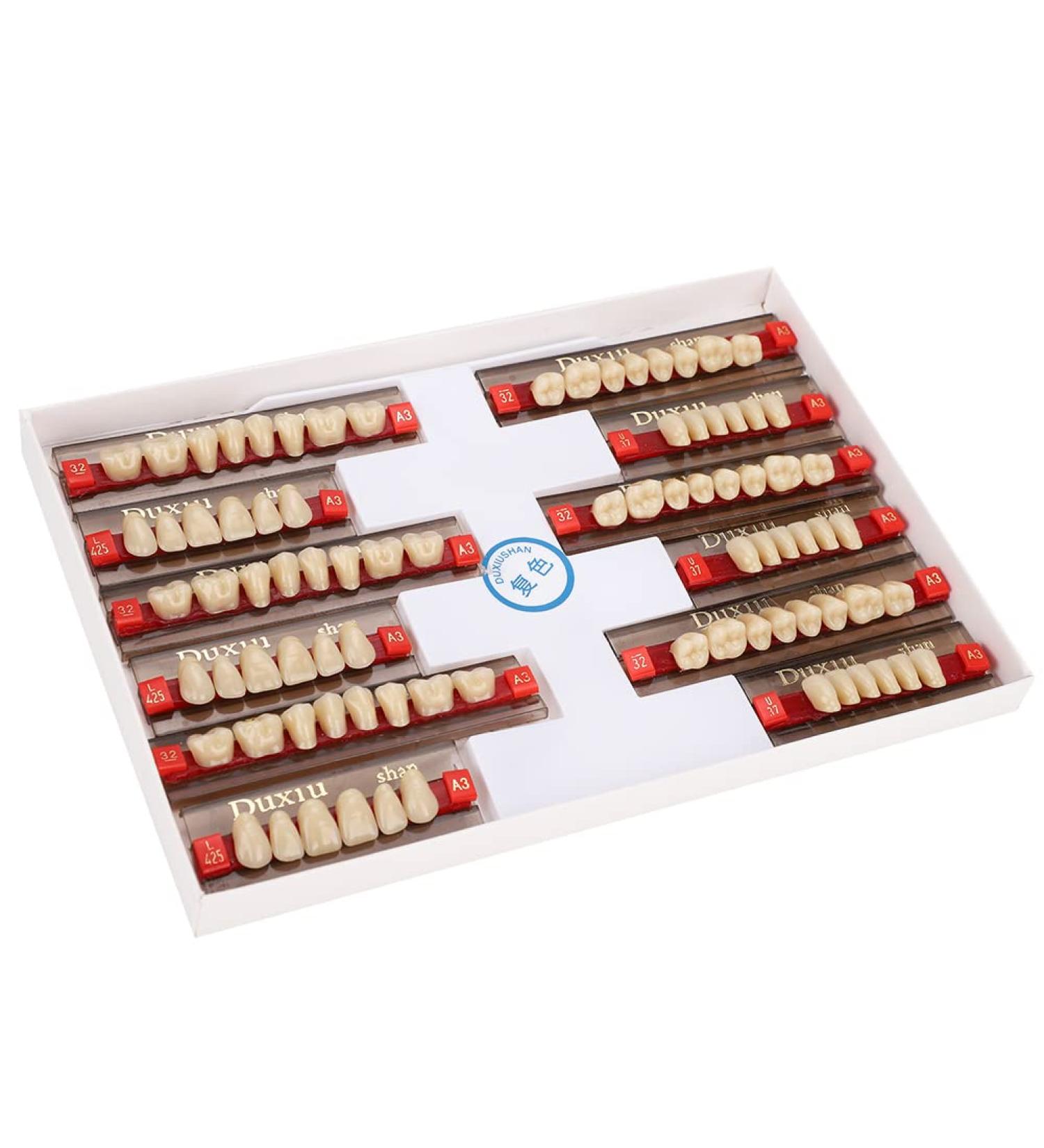 Realistic Synthetic Resin Teeth for Halloween Props | Professional Quality & Fine Workmanship for Model Learning - Buy Online on GoSupps.com