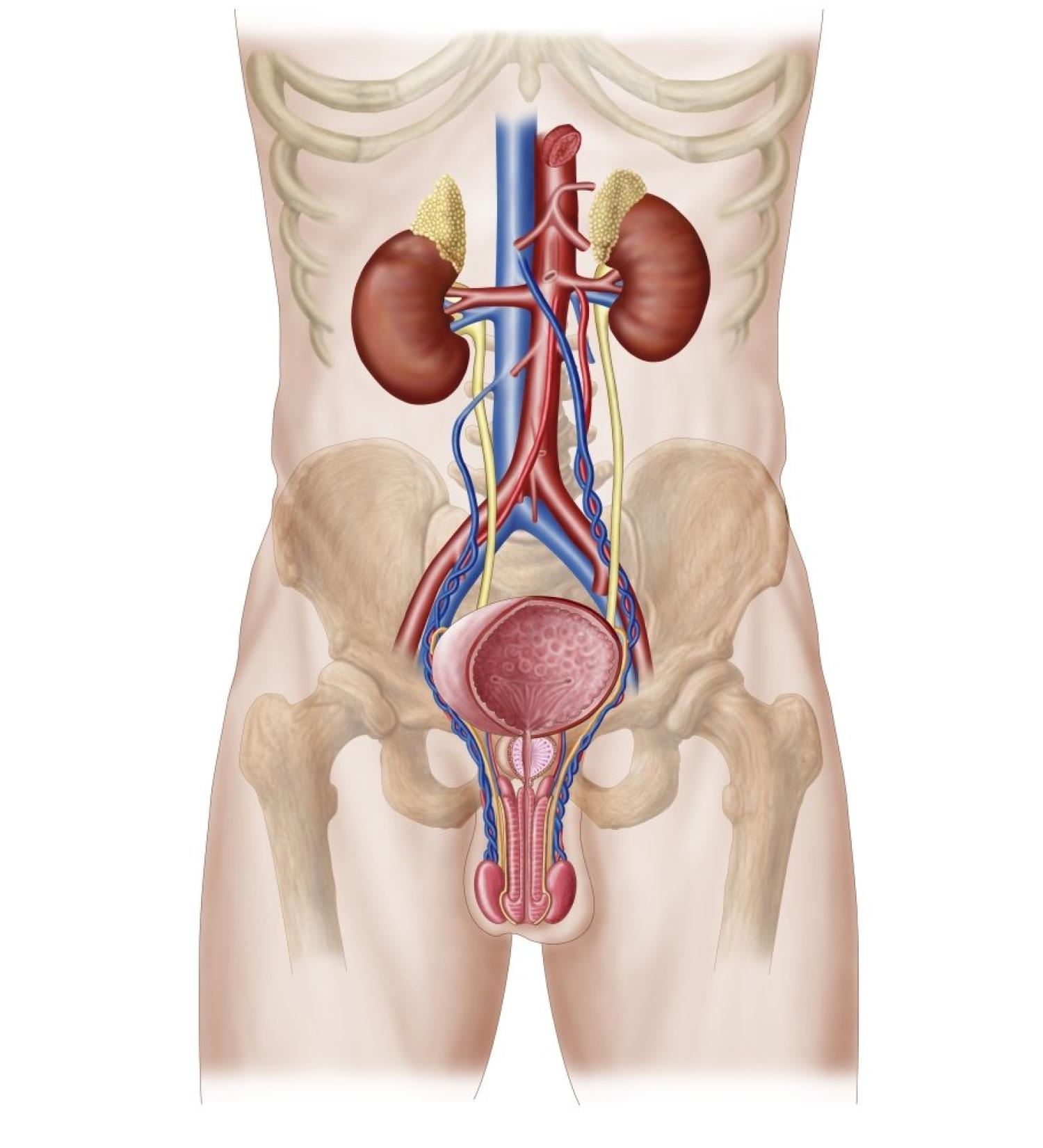 Posterazzi Anatomy of male urinary system Poster Print (11 x 17)