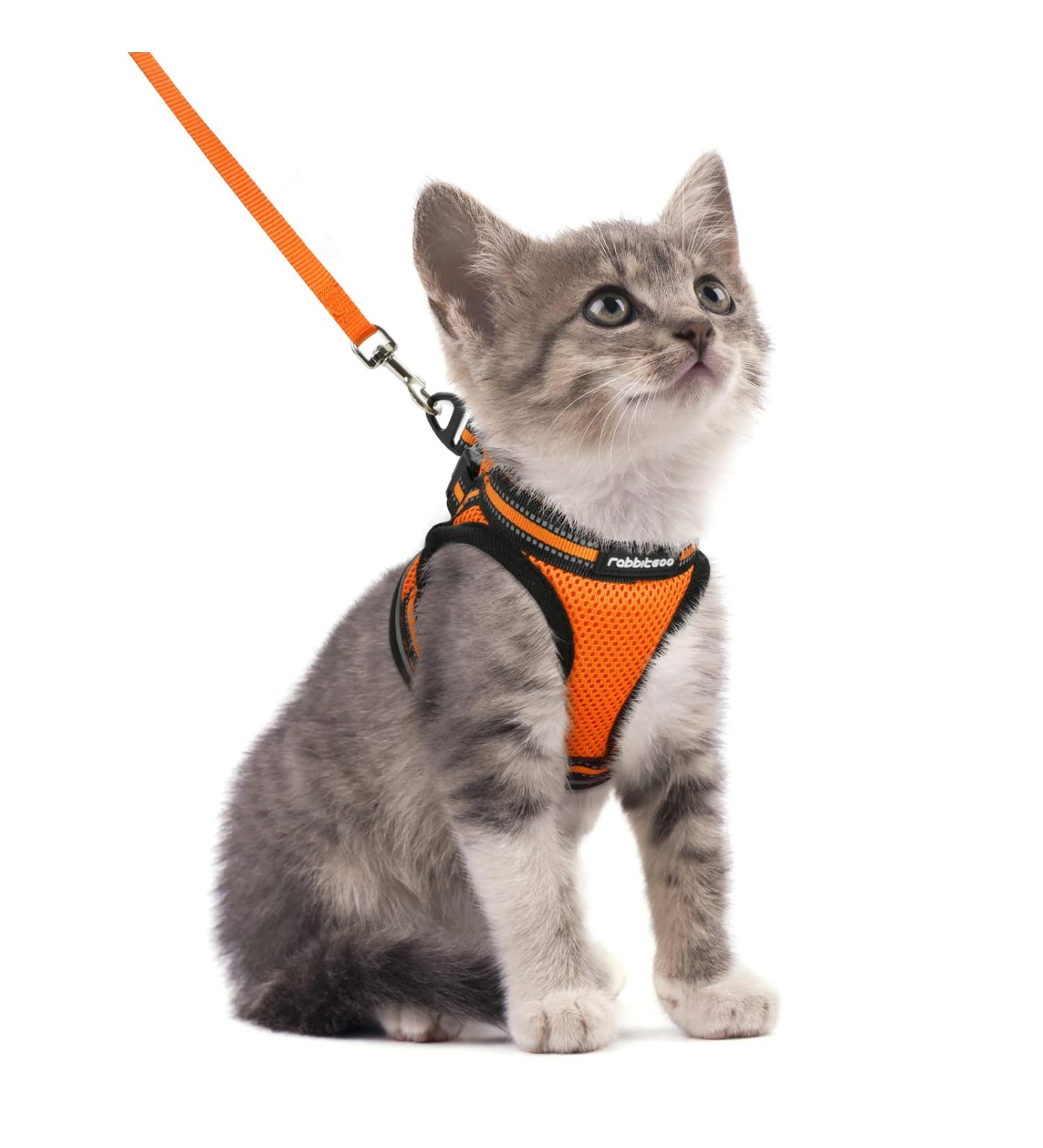 Rabbitgoo Cat Dishes & Cat Linen Set - Adjustable Soft Leash with Reflective Stripes for Cats & Kittens - Bright Orange (1 Pack) - Buy Online on GoSupps.com