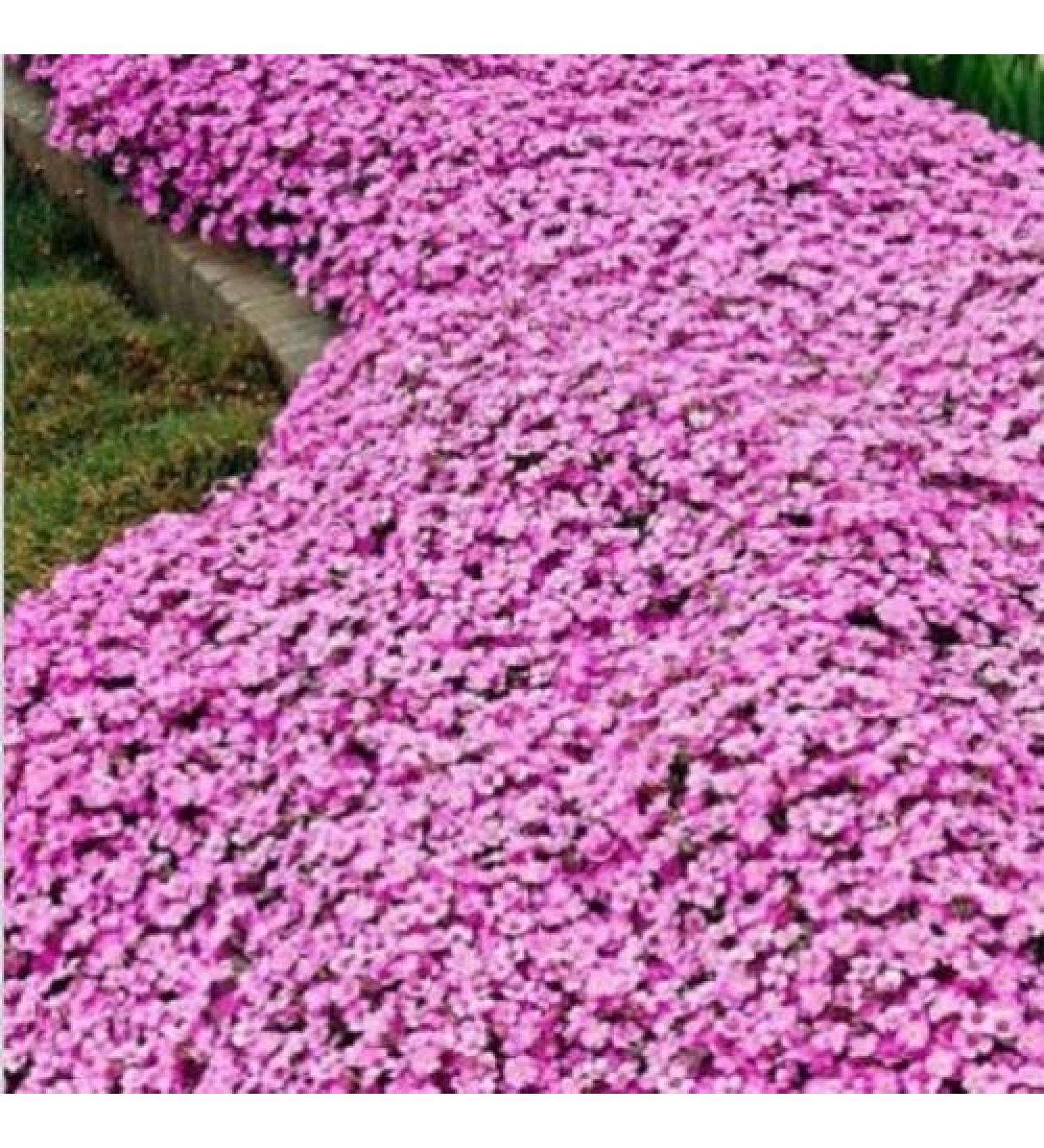 100pcsbag Creeping Thyme Seeds or Blue ROCK Cress Seeds Perennial Ground Cover Flower Natural Growing for Home Garden 4 - Buy Online on GoSupps.com