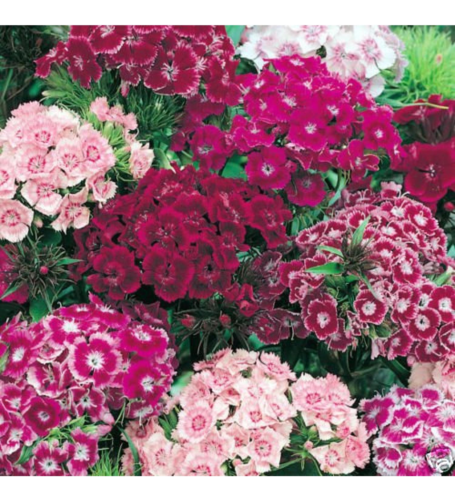 Mixed dolce William Semi semi sfusi Semi Heirloom Fiore 400ct perenne