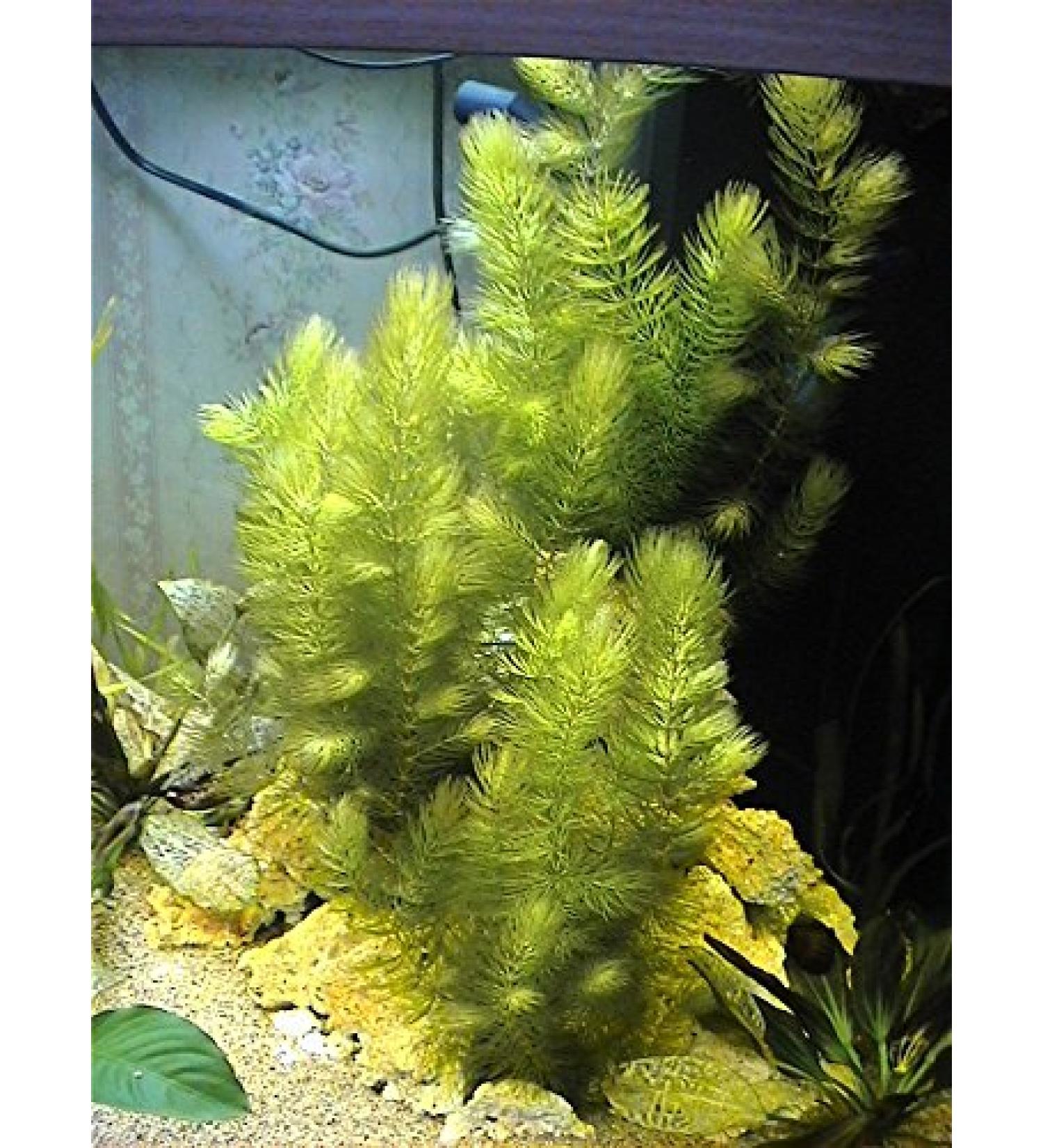Hornwort - Ceratophyllum Demersum - Live aquarium plant