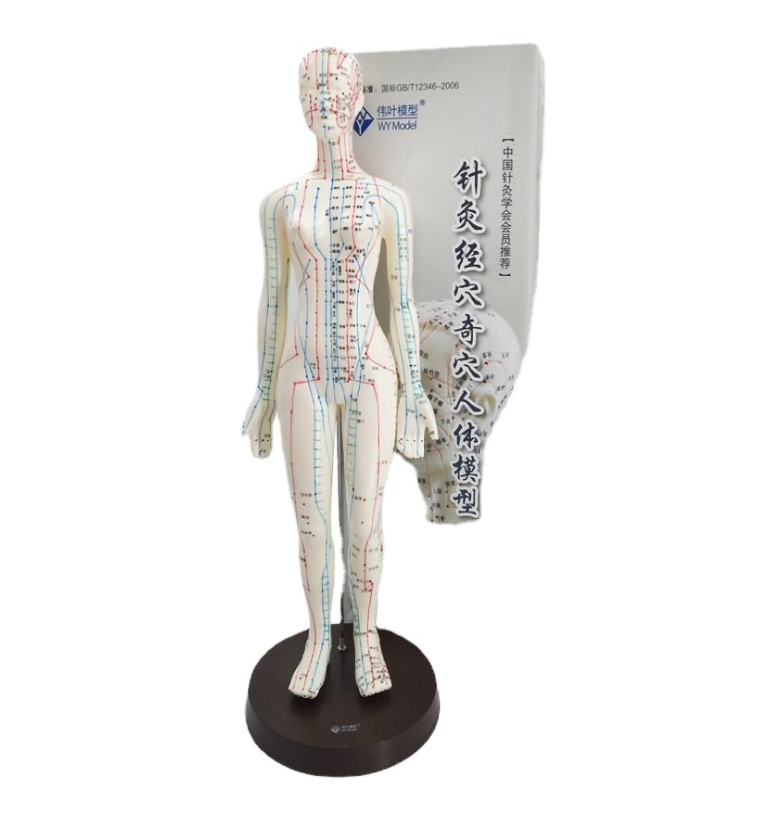 Palank Female Acupuncture Meridian Model - 48cm Human Body Pressure Point Model | Chinese Acupuncture Educational Tool - Buy Online on GoSupps.com