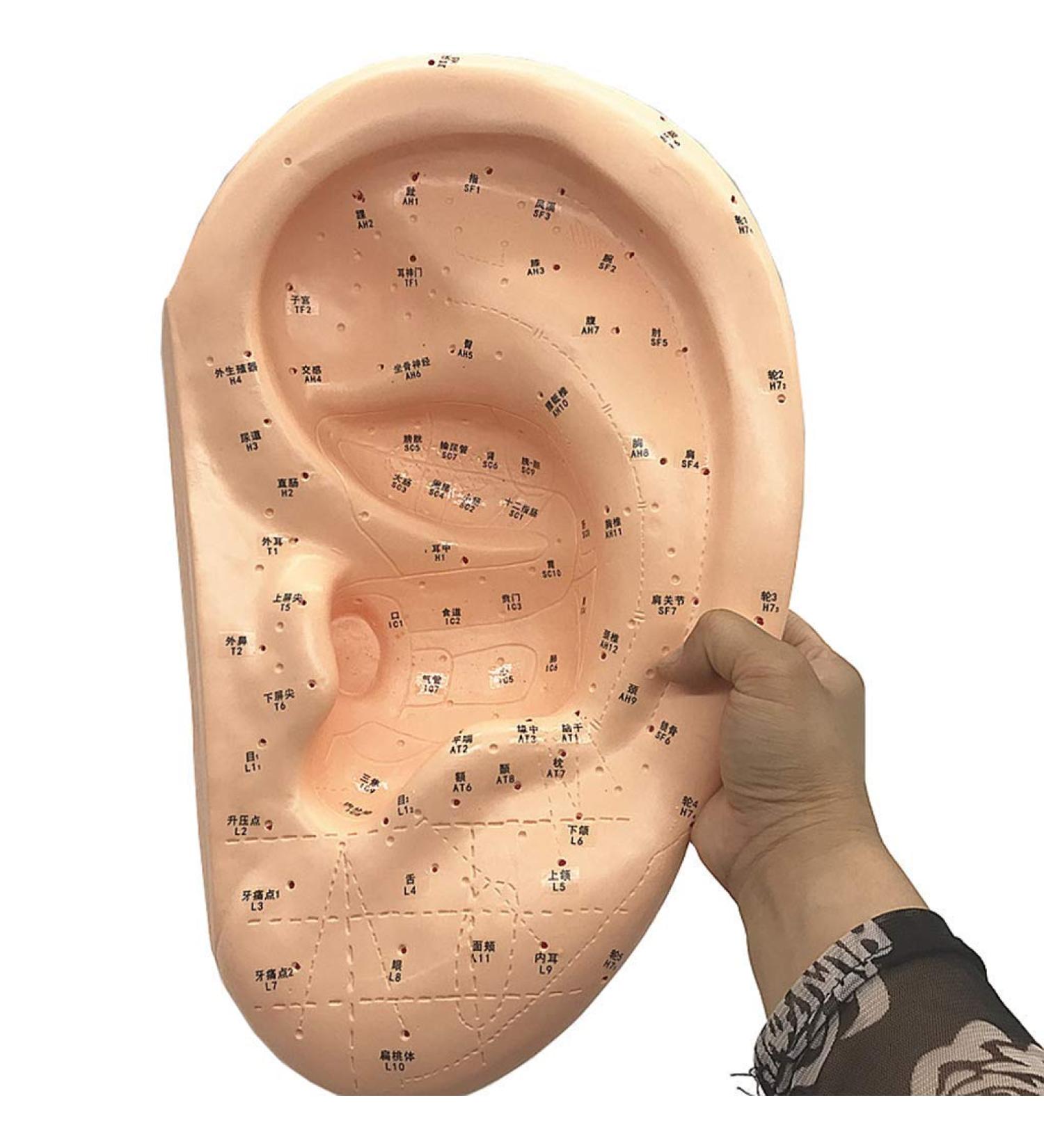 Ear Acupuncture Template Template - Human Giant Ear Acupuncture Template - Chinese Medicine Ear Pattern - Buy Online on GoSupps.com