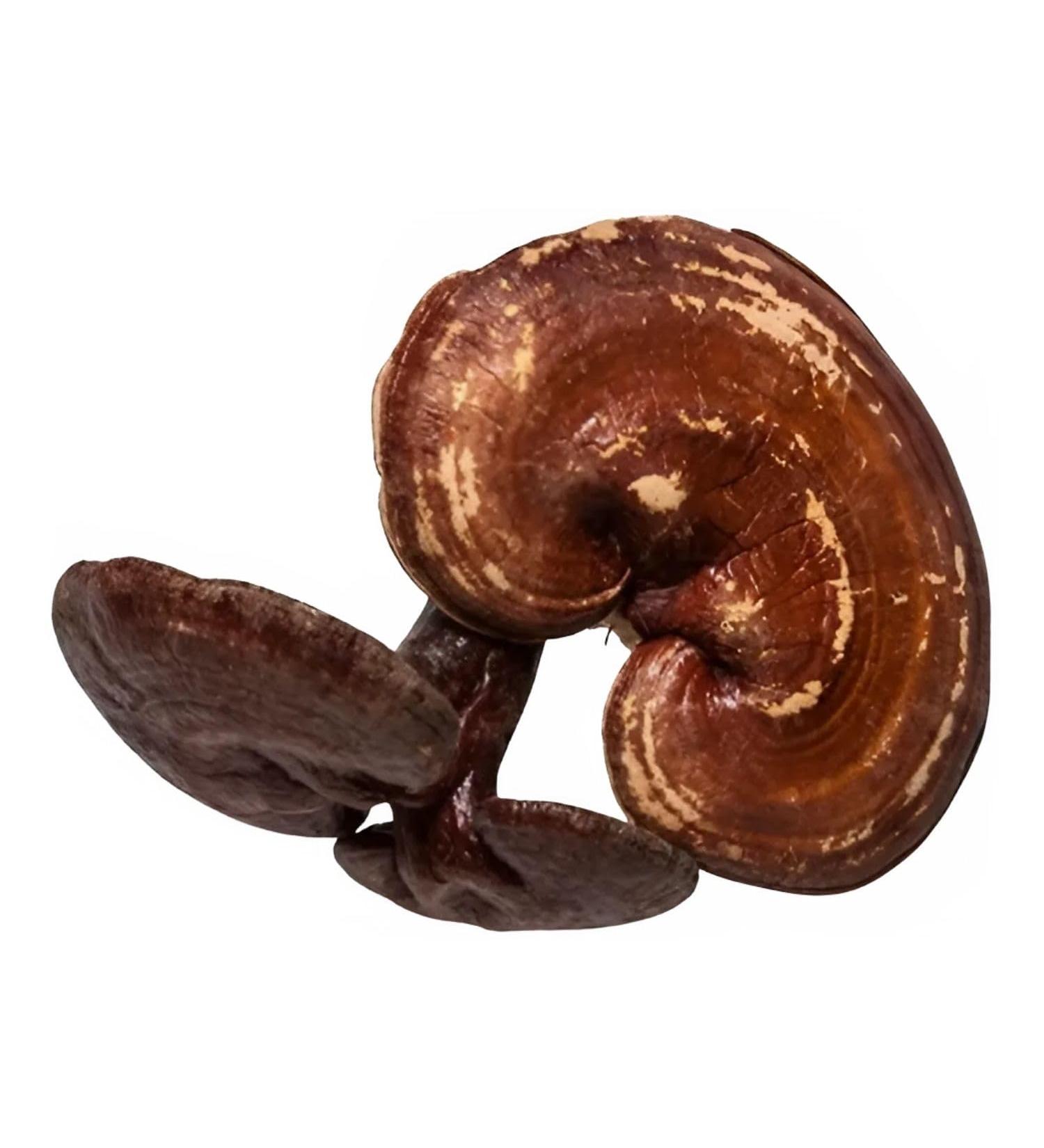 Plum Dragon Ling Zhi | Reishi Mushroom - 1lb - Buy Online on GoSupps.com