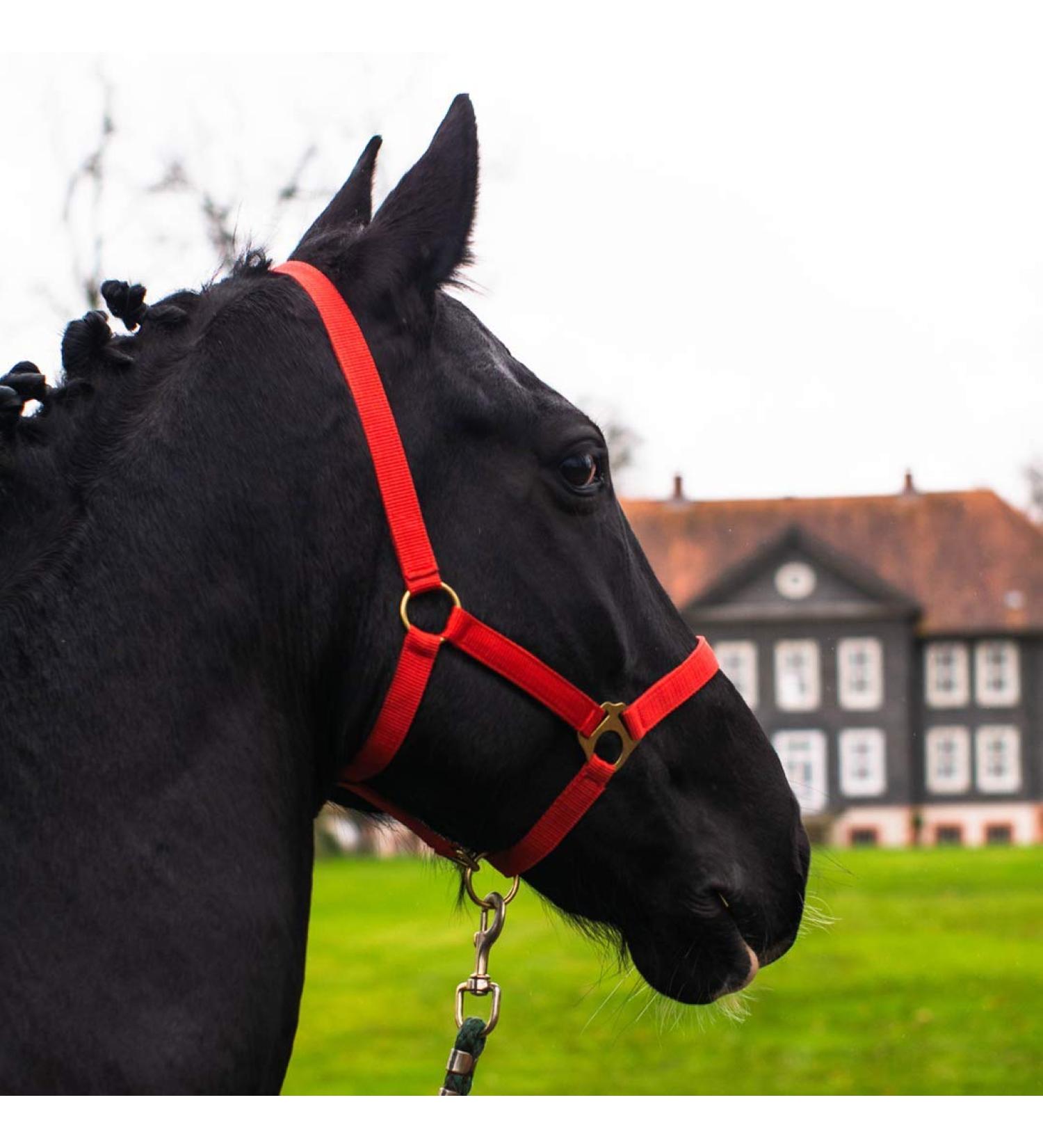 Premium Adjustable Horse Halter for Warmbloods & Thoroughbreds - Safe Tear-Resistant Red - Ideal for Stable & Pasture Use - Buy Online on GoSupps.com