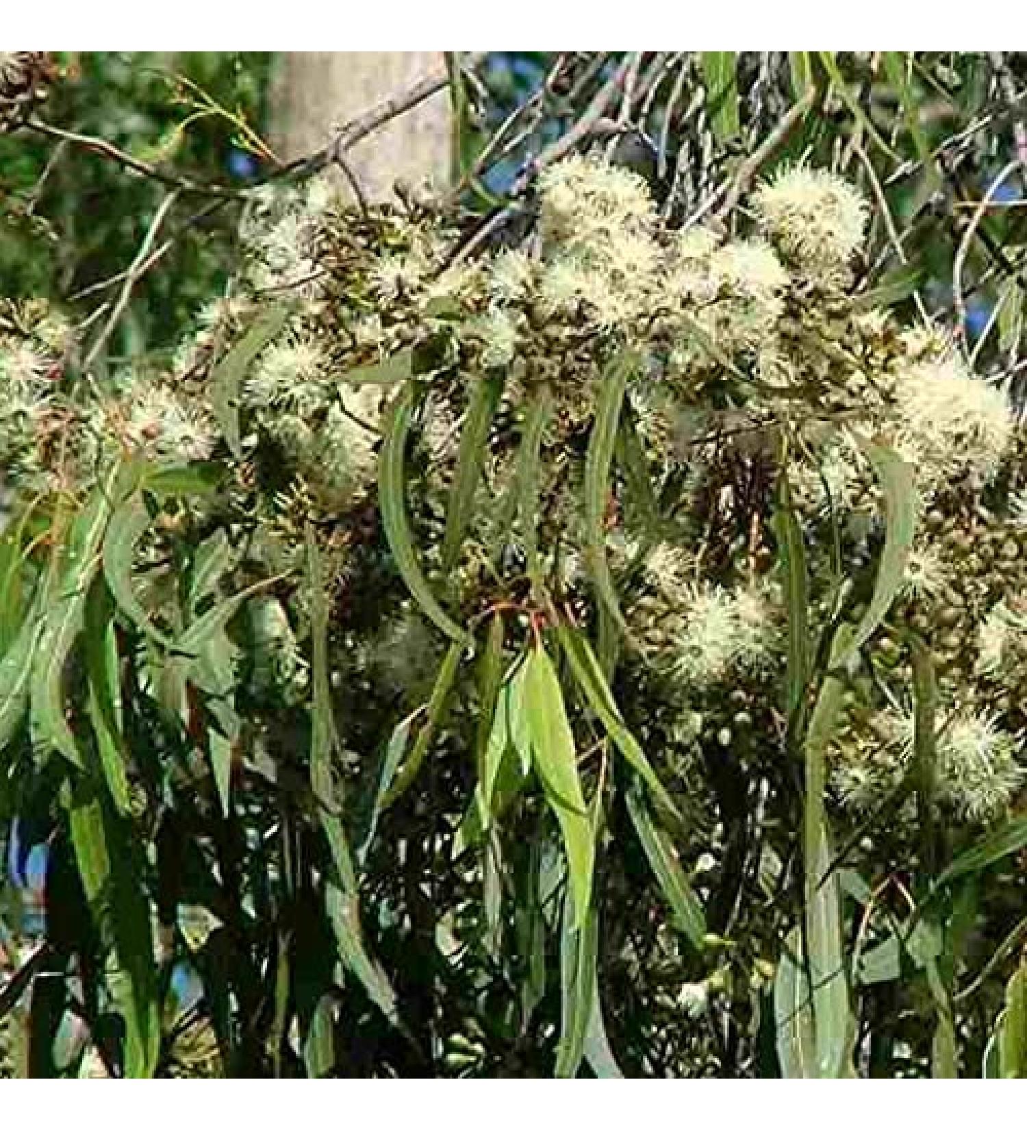 Eucalyptus citriodora semi Albero di Limone-Scented Gum Smooth Bianco Corteccia Aromatico (20 semi con l'inseguimento)