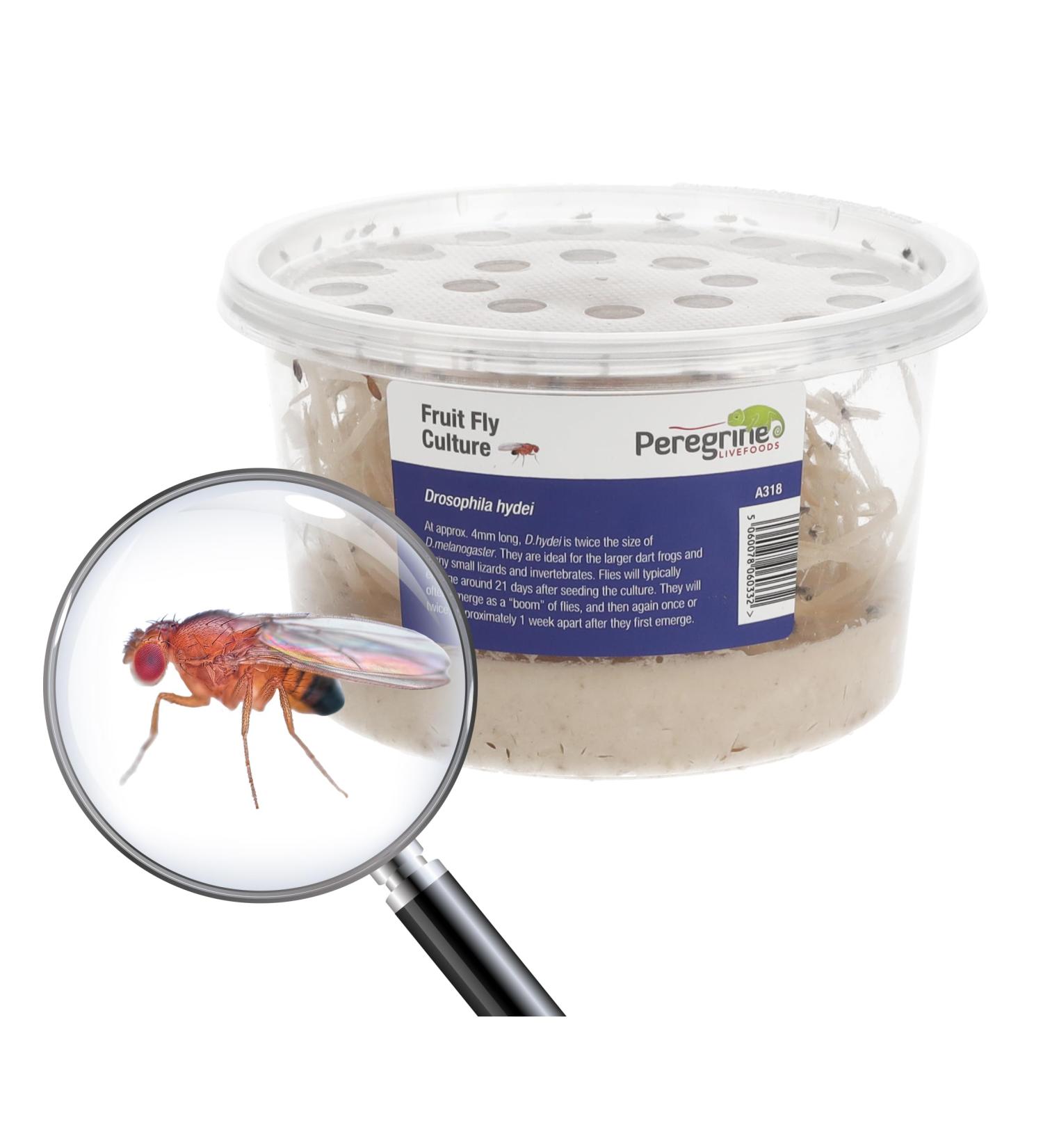 Livefoods4u Live Flightless Fruit Flies Live Food for Reptiles Amphibians and Invertebrates (Fruit Fly Culture - may not have hatched flies at first) - Buy Online on GoSupps.com