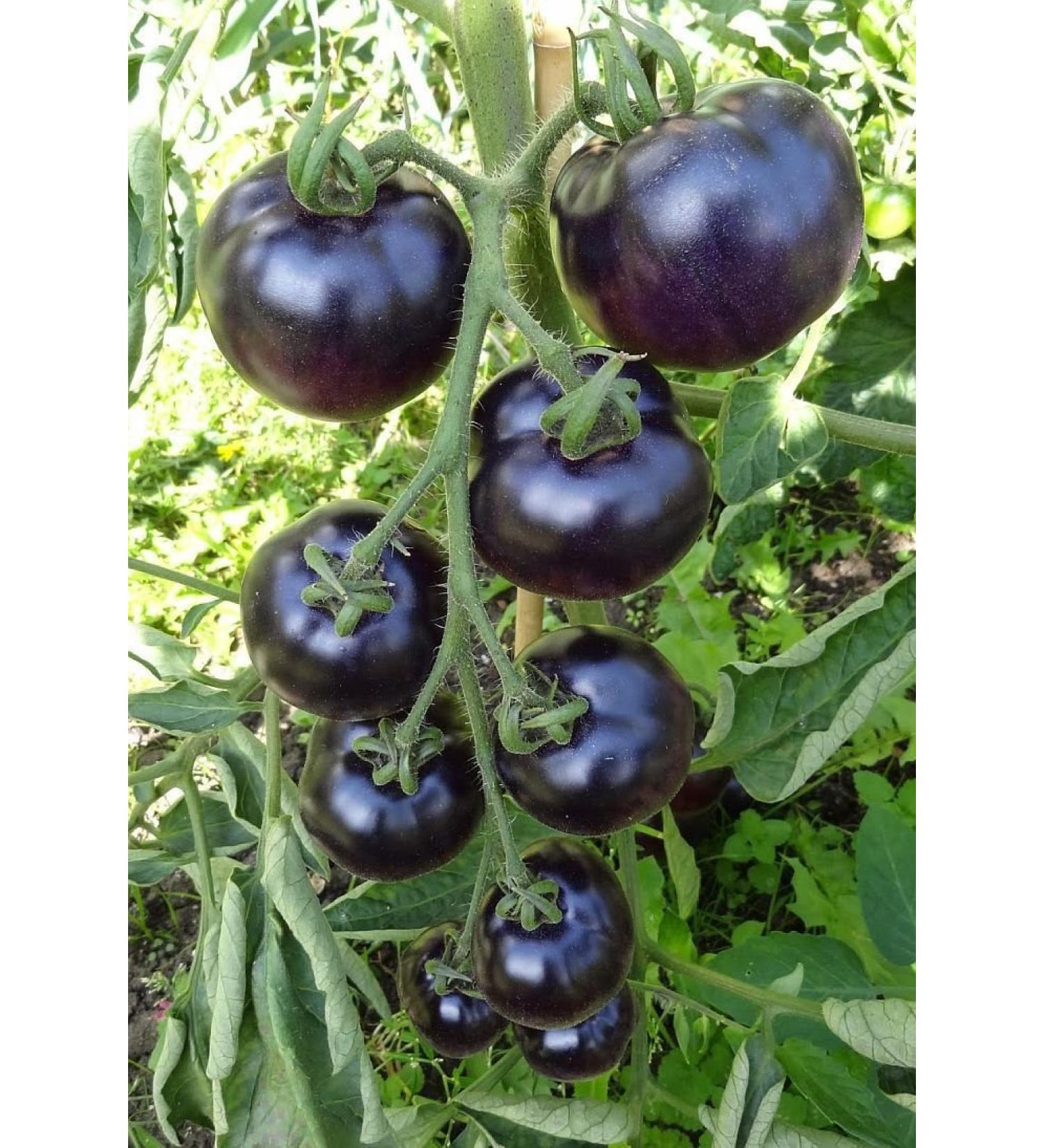 100 PCS Semi Indigo Rose Black Tomato E80 semi della frutta