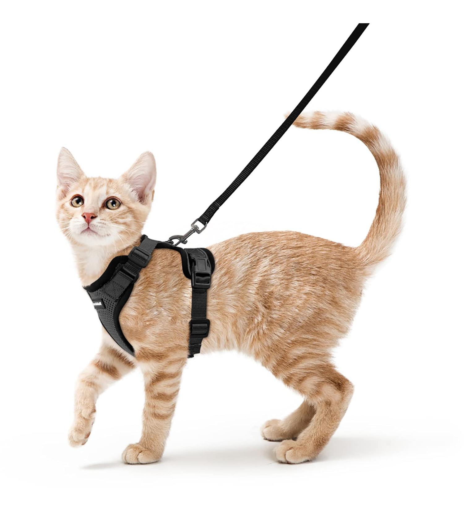 Rabbitgoo Cat Dishes & Black Soft Harness Set - Breakout-Proof Cat Breastplate for Safe Adventures - Buy Online on GoSupps.com