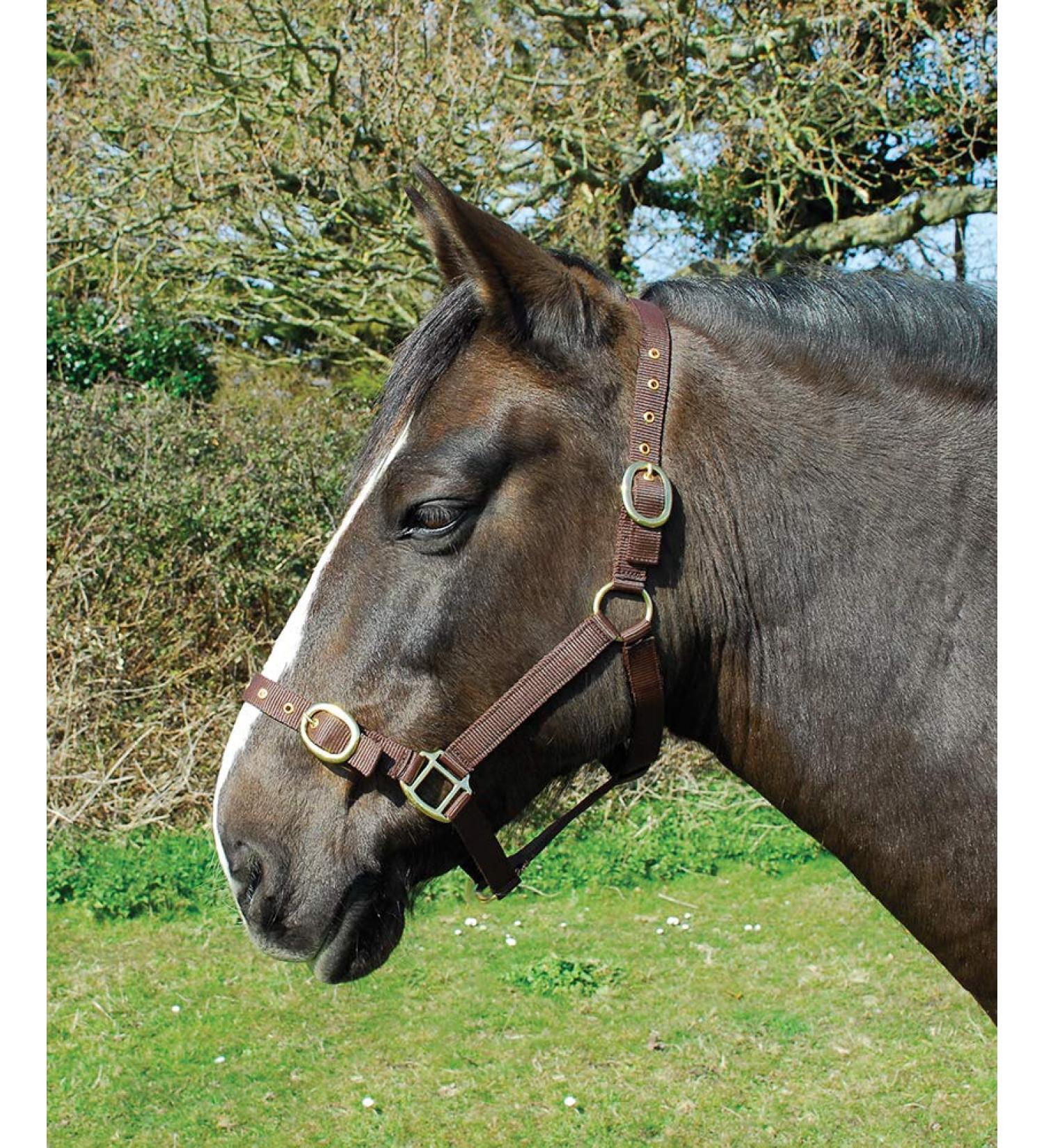 Rhinegold nylonhalter pony brown