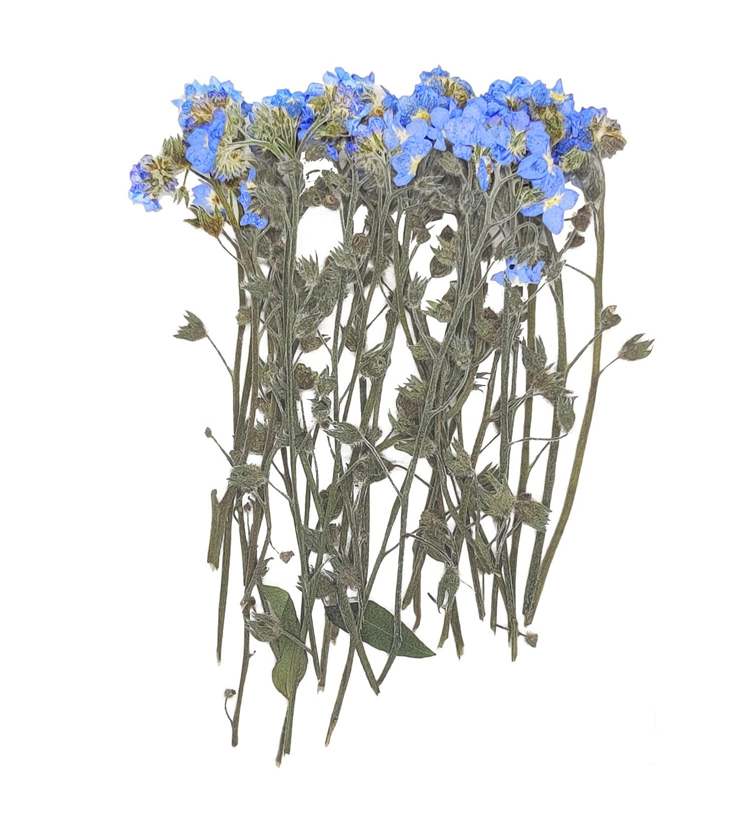 YouthBro 50PCS Blue Forget Me Not Flowers with Stem - Real Dried Pressed Flowers for Resin Art Craft - Buy Online on GoSupps.com