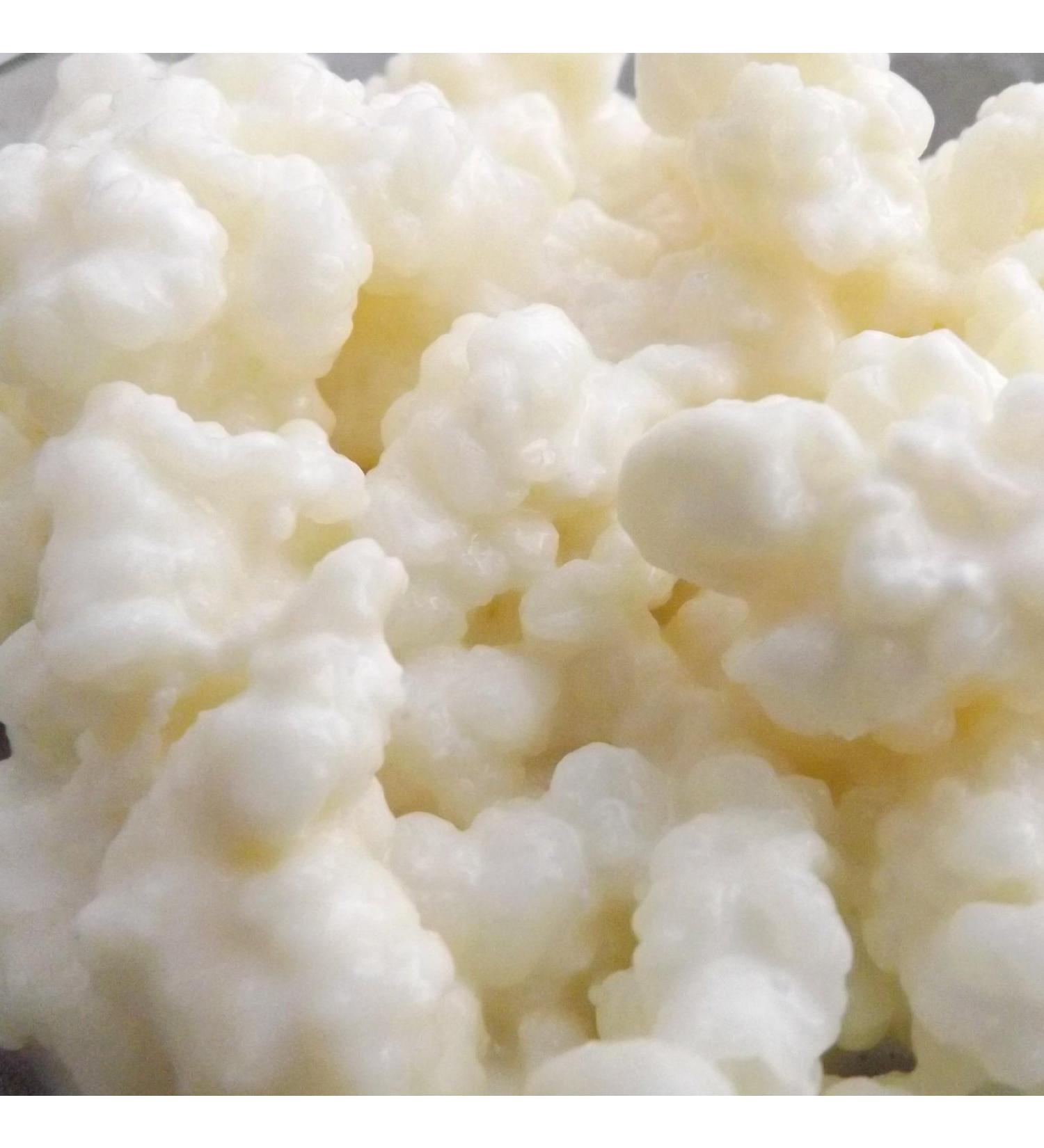 Buy Organic Milk Kefir Grains - Kombuchaorganic Tibetan Mushroom 15g | Best Quality for Home Brewing - Buy Online on GoSupps.com