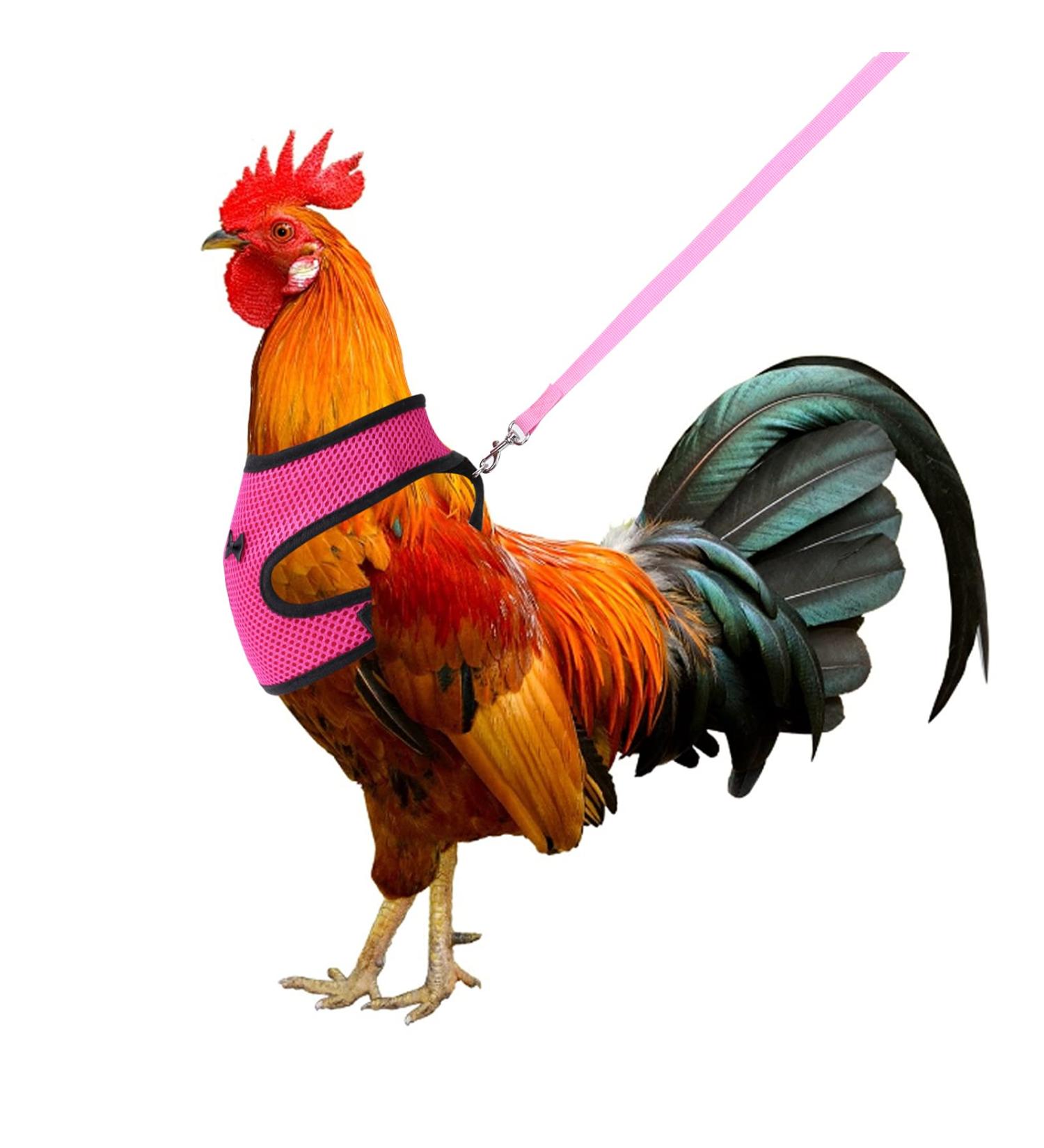 Molain Adjustable Chicken Harness with Leash - Breathable for Hens & Dogs (3-6 kg) - Size M Pink - Perfect for Safe Outdoor Adventures - Buy Online on GoSupps.com