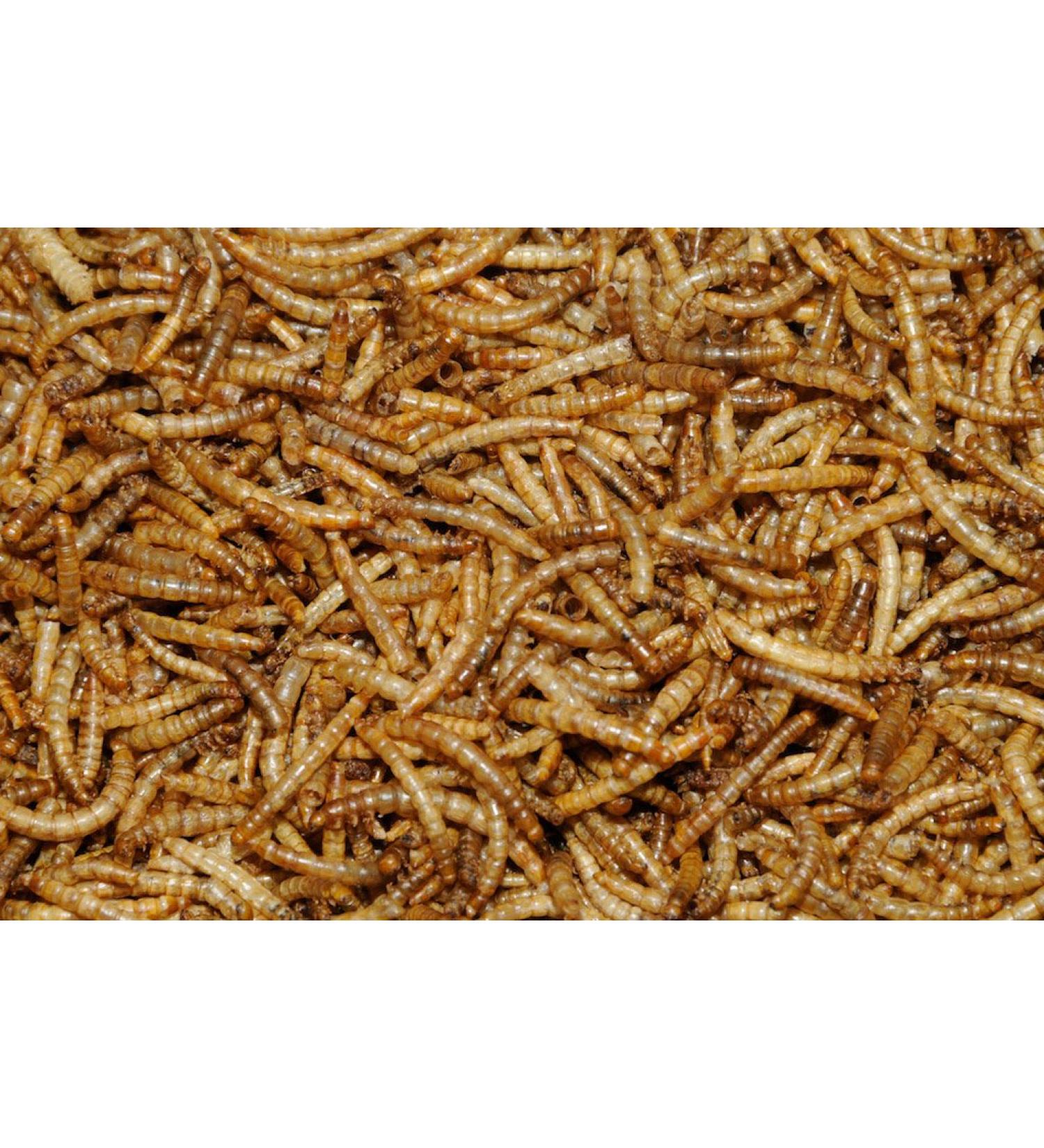 2.5 kg Dawn Chorus Dried Mealworms for Wild Birds