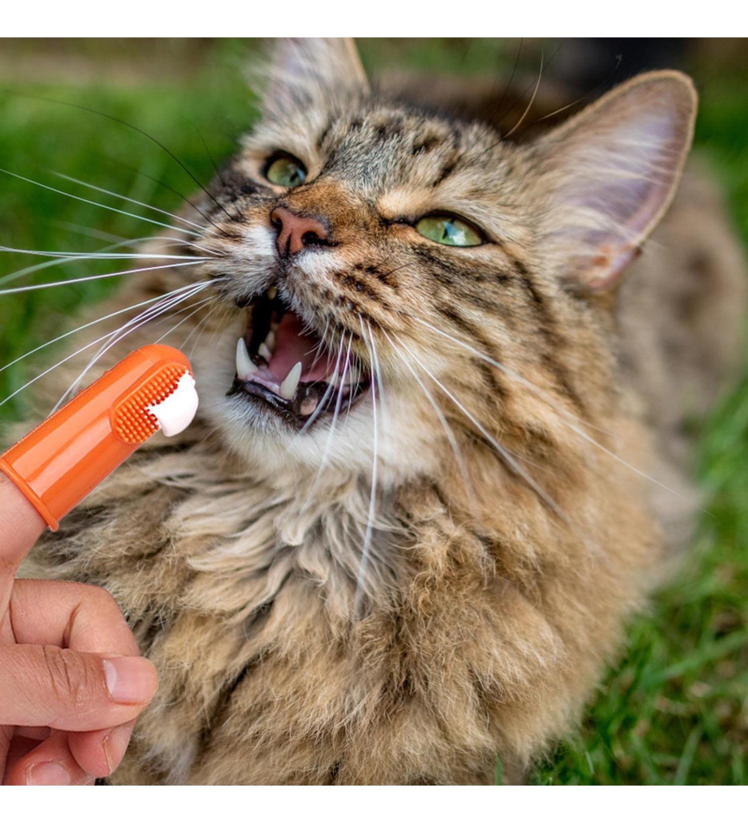Pet Toothpaste. Pet Teeth Cleaning Paste with Brush Pet Care Finger Toothbrush Dog and Cat Oral Cleaning Tool. Teeth Cleaning Kit for Cats and Dogs 1 count (Pack of 1) - Buy Online on GoSupps.com