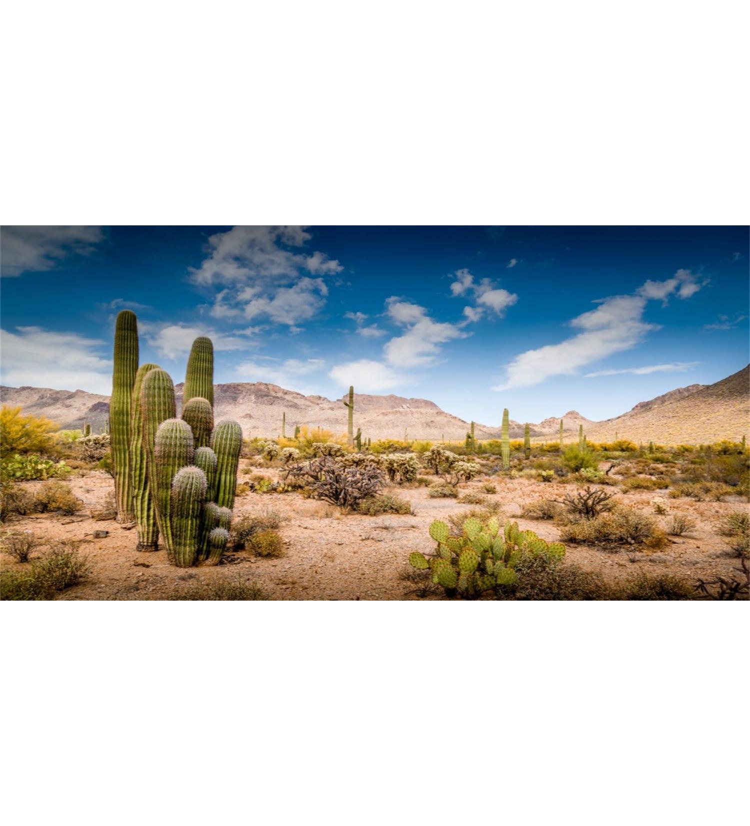 MIRRORANG 120x50cm Terrarium Background Blue Sky Desert Oasis Cactus Reptile Habitat Background Vinyl Background 120x50cm style 11
