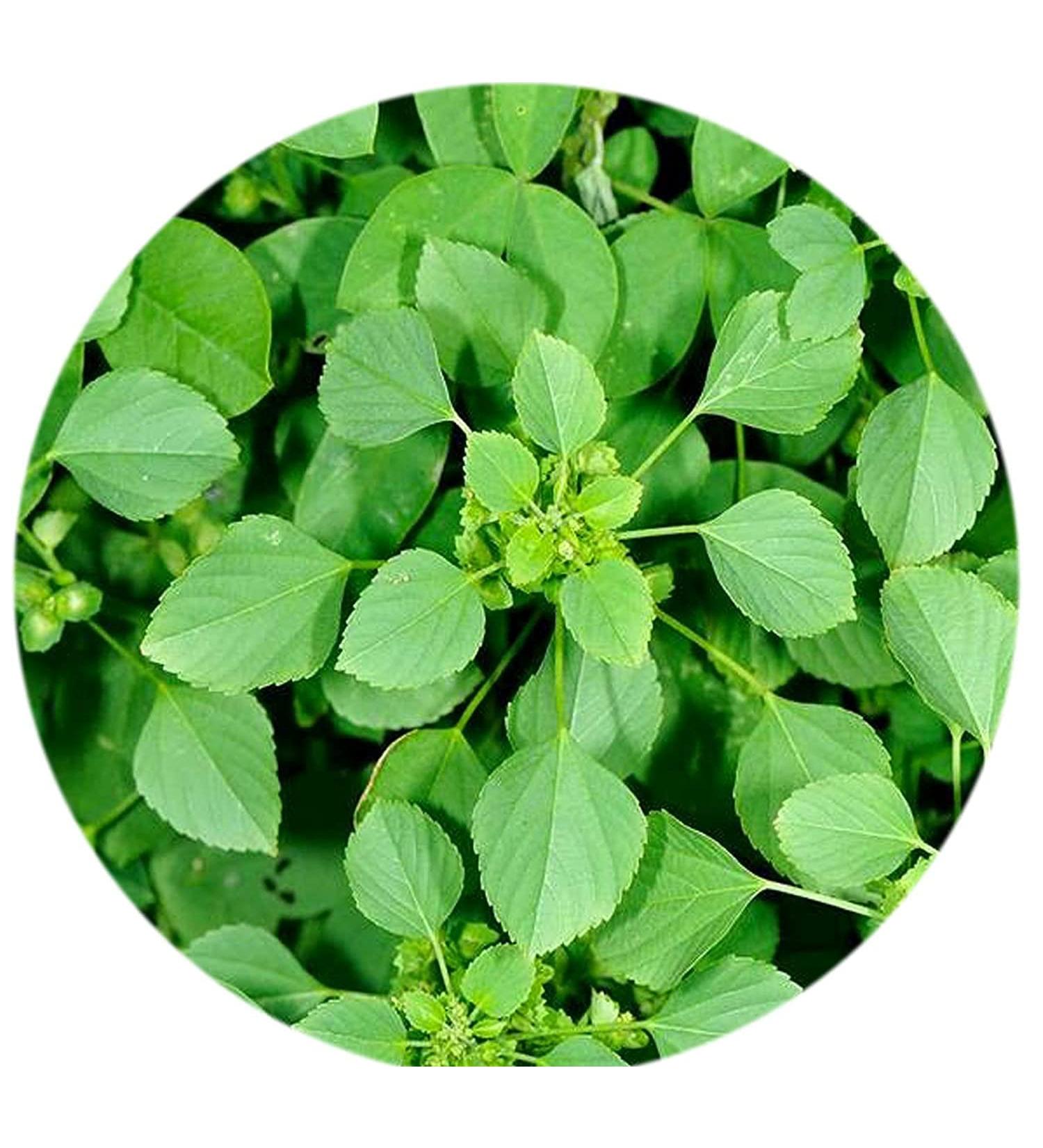 READ QURA Kuppaimeni Harita Manjari Indiaas Acalypha Poeder 100 gm