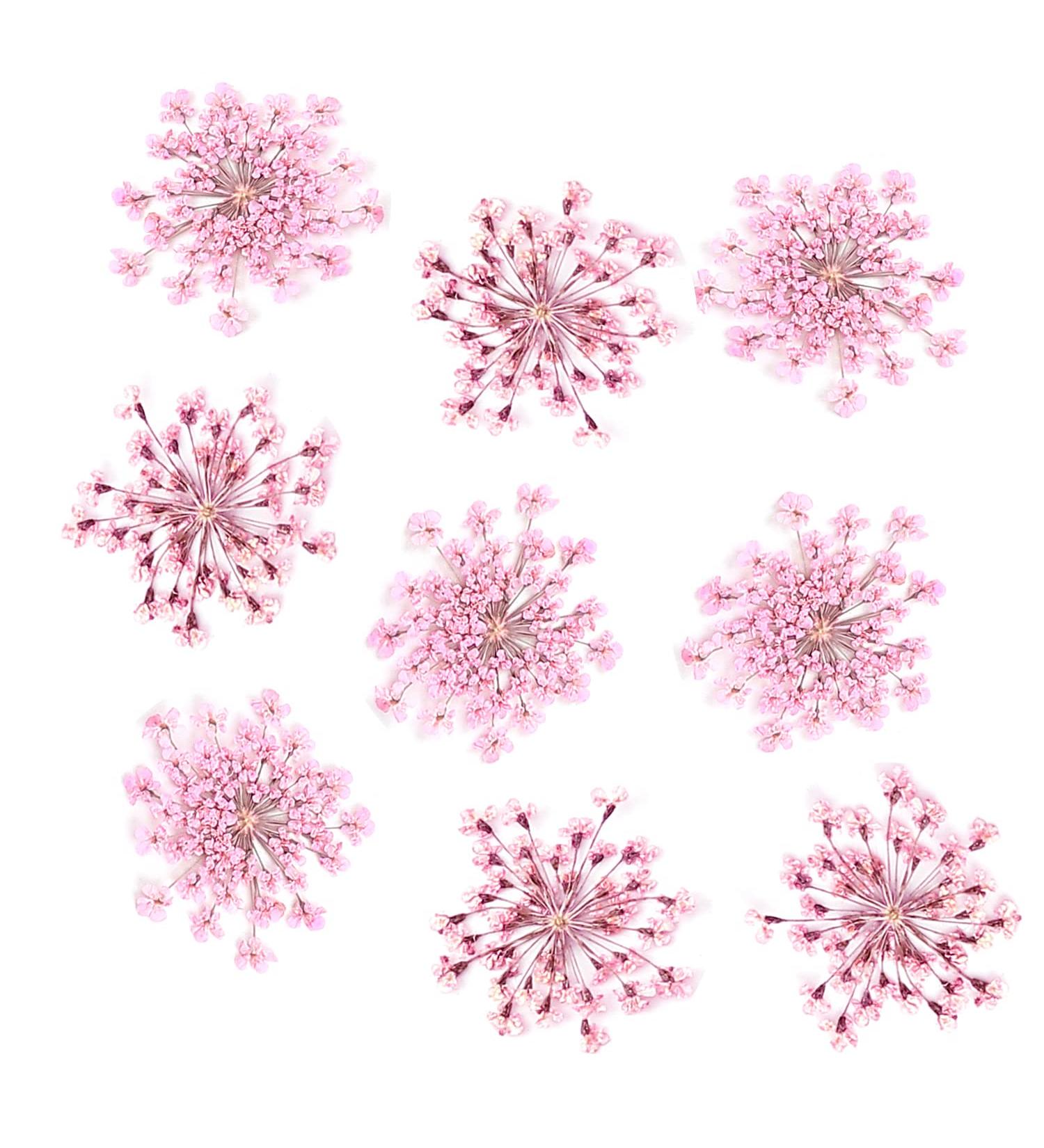 iFancer Pressed Dried Flowers for Resin Art  Candle Making  Scrapbooking  DIY Crafts Supplies (Queen Anne's Lace  Pink  50 PCS) Pink Lace