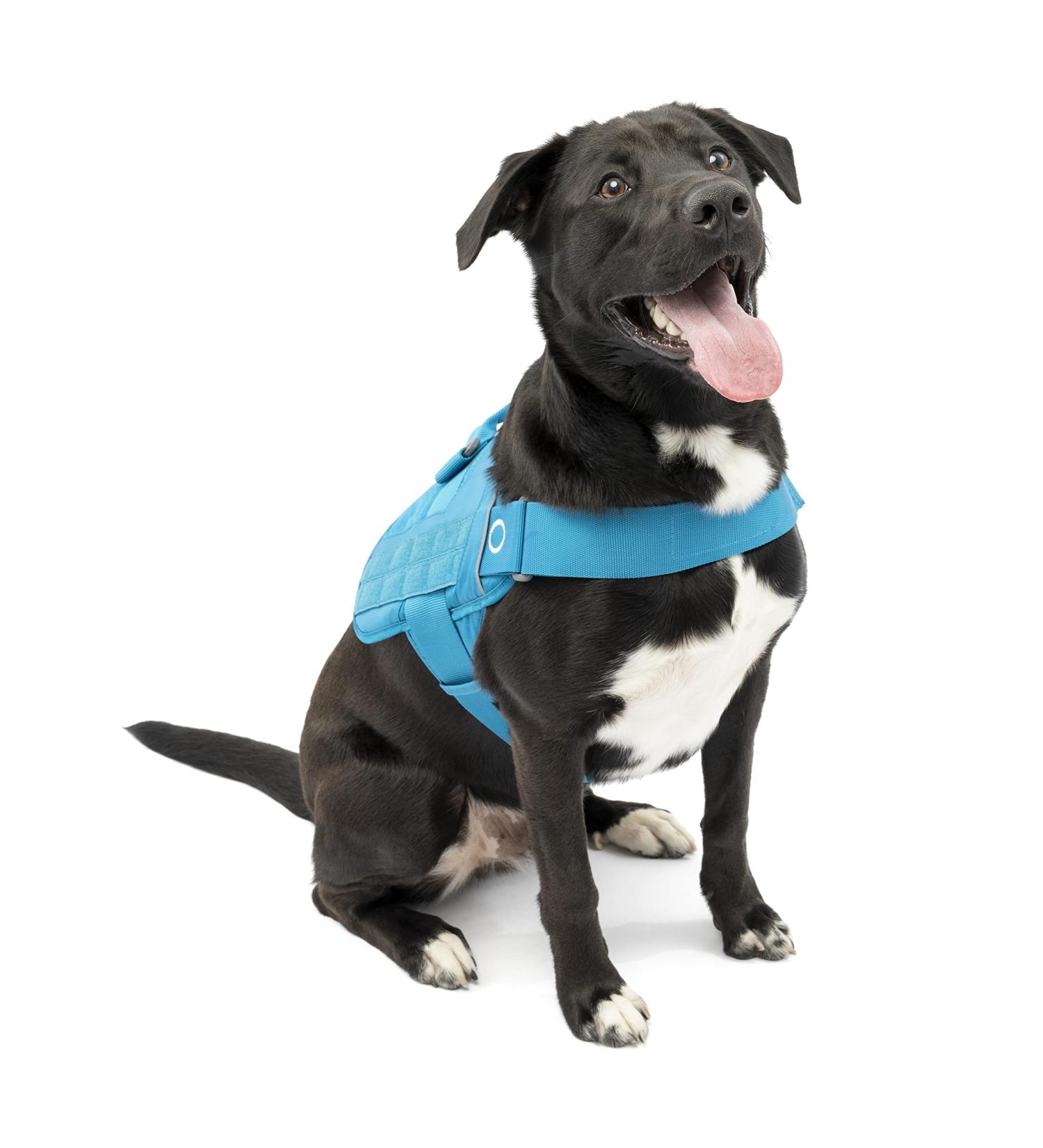 Kurgo RSG Townie Dog Harness - Easy On/Off Adjustable Straps Size S Blue | Best Dog Harness for Comfort & Safety - Buy Online on GoSupps.com