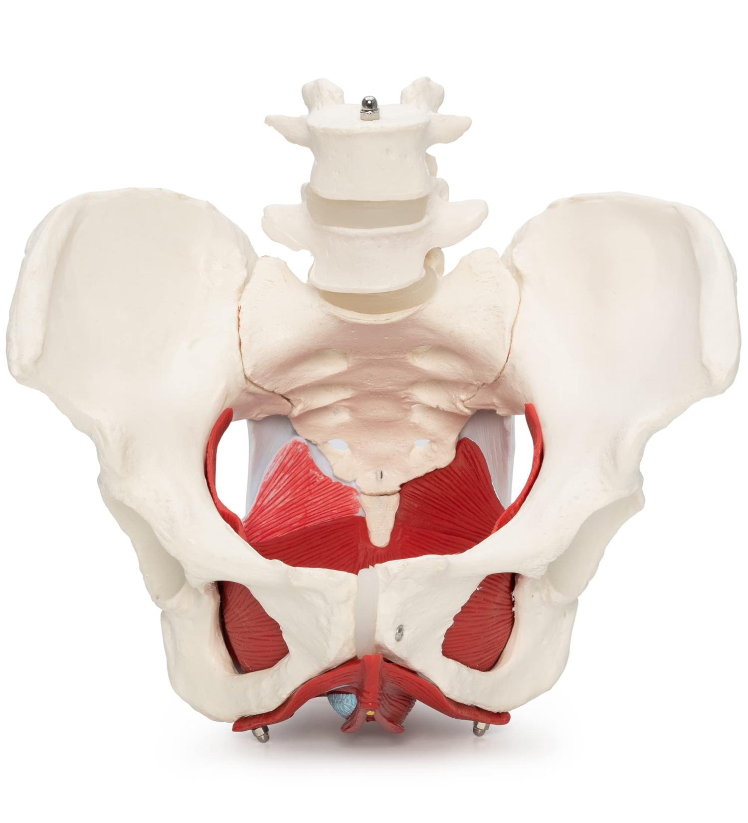 Buy Medical Anatomical Female Pelvis Model - 6-Part Life Size with Removable Organs - International Shipping Available - Buy Online on GoSupps.com