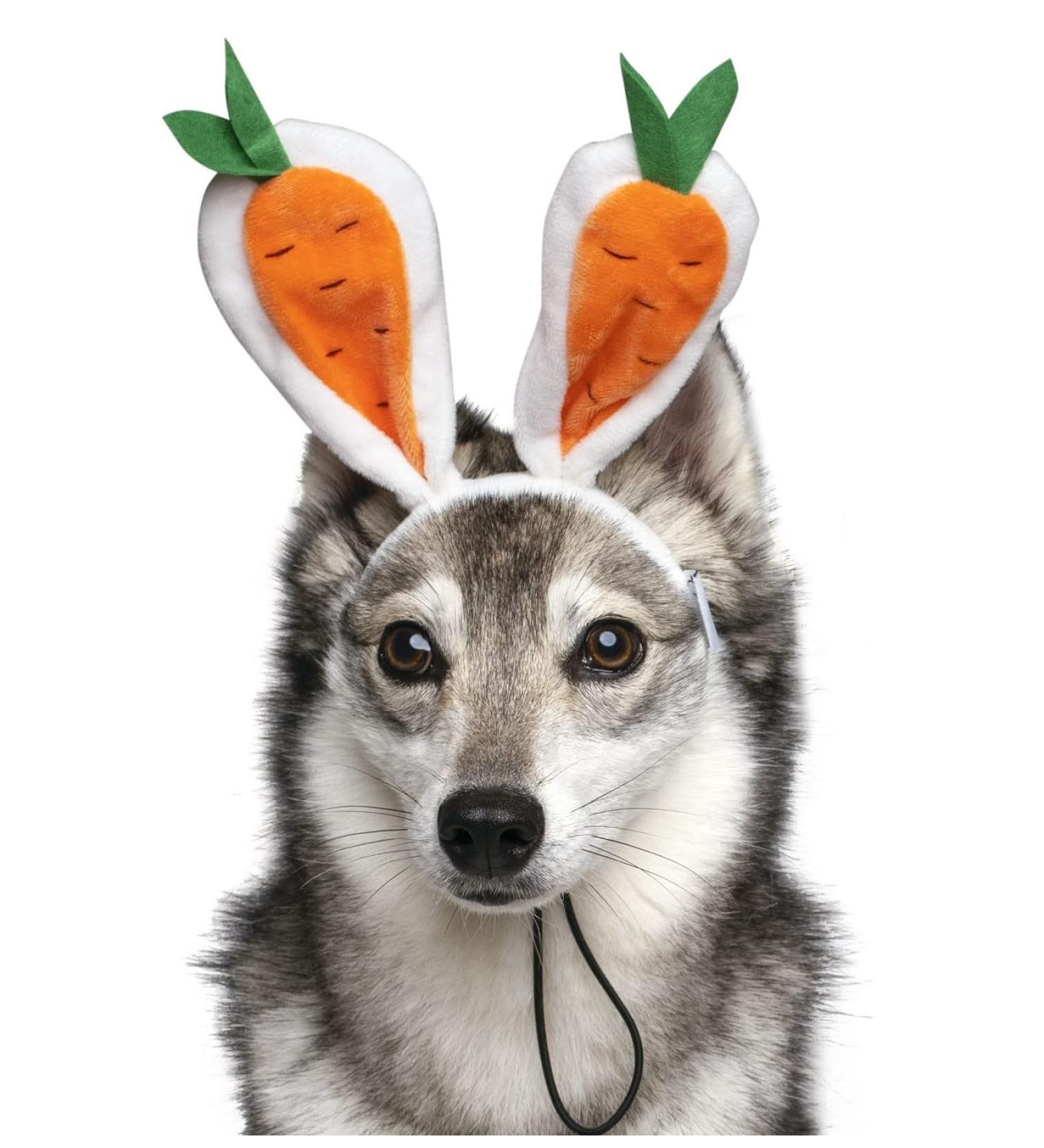 Midlee Carrot Bunny Ears Easter Dog Headband Costume (Small) - Buy Online on GoSupps.com