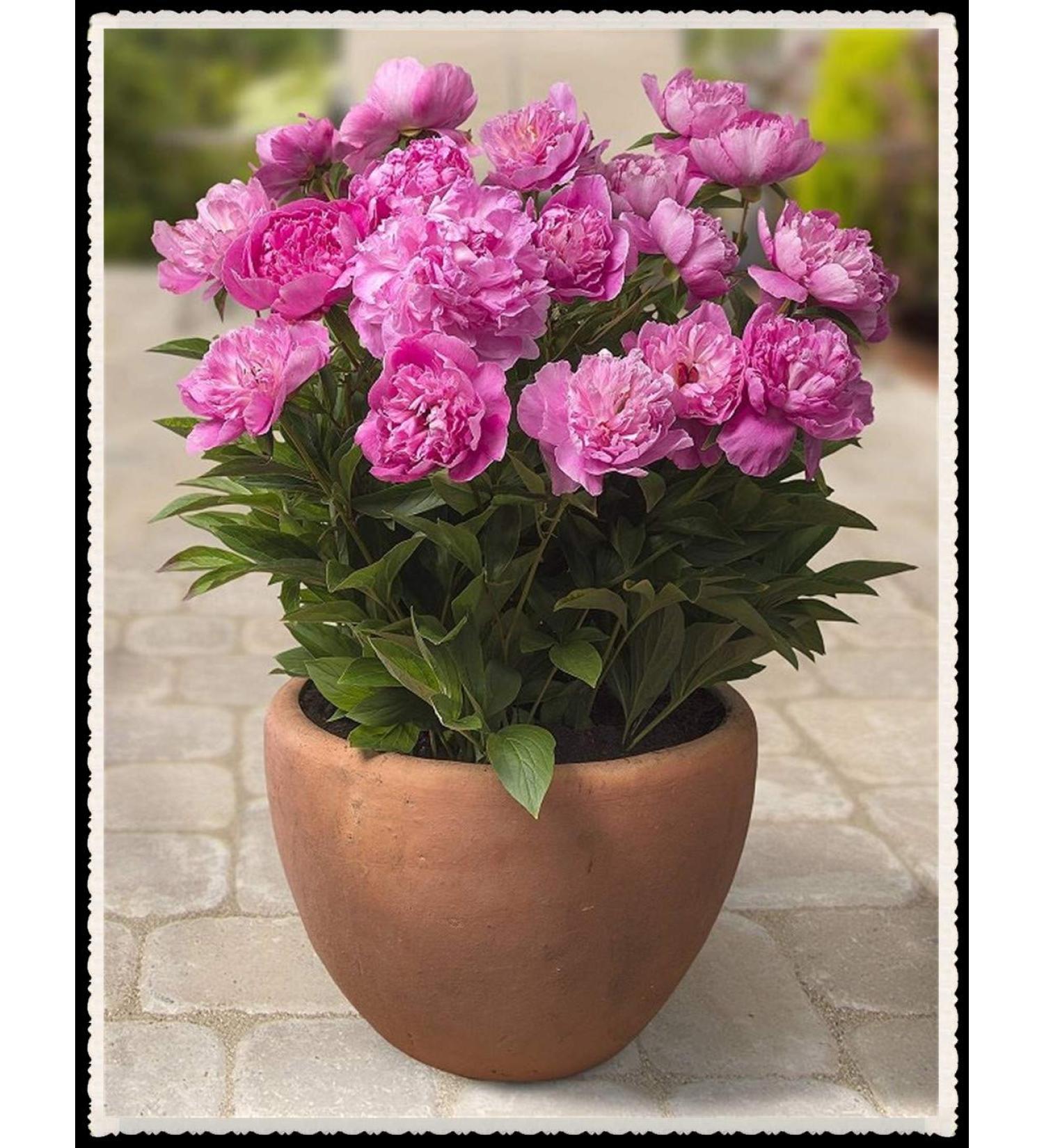 Peonia Roots-Fiori romantici profumati popolari Incredibile matrimonio segreto in casa in casa-3Bulbi Rosa