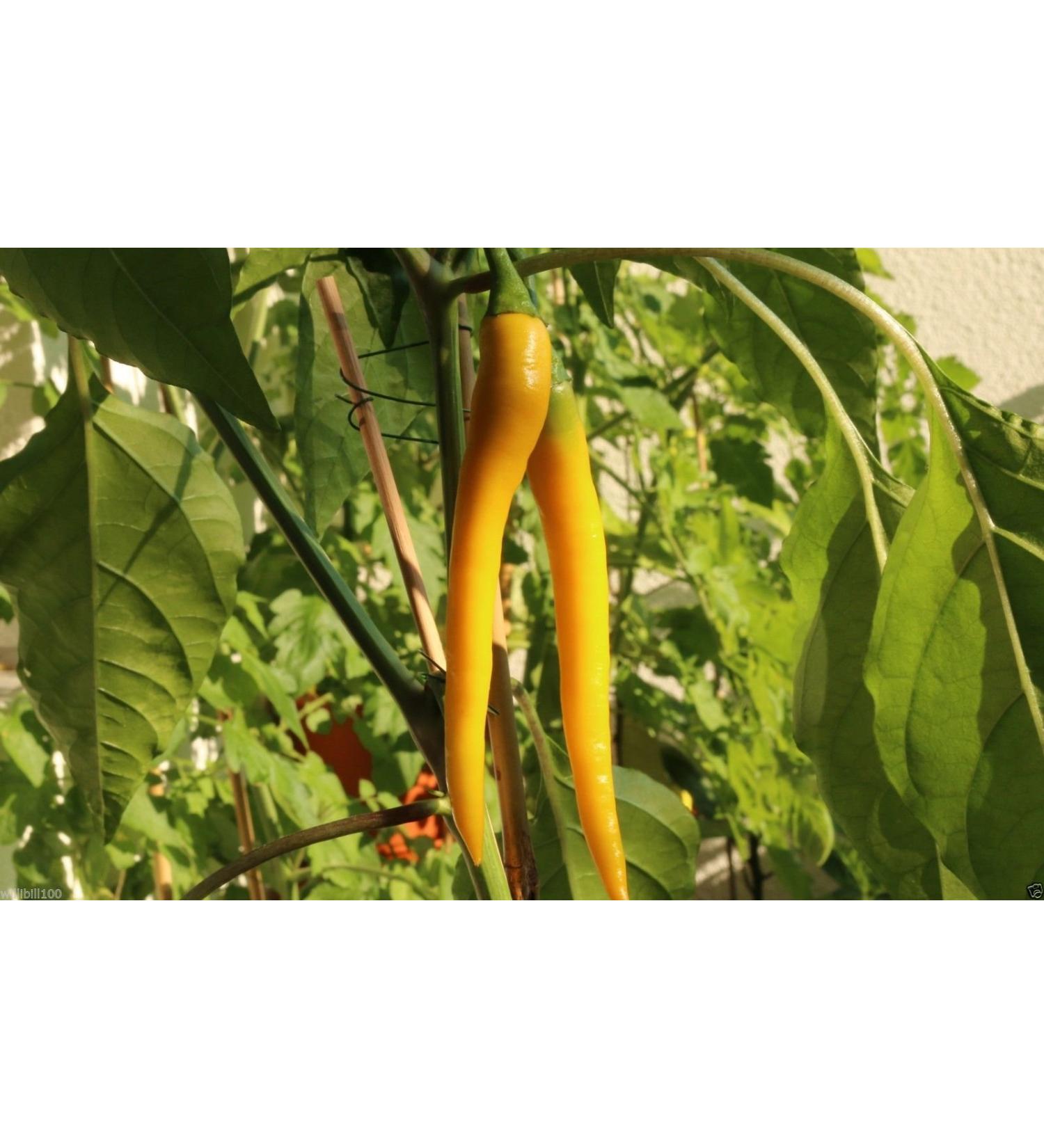 30 sementi biologiche Golden Pepe di cayenna (Capsicum annuum) freschi essiccati in salamoia Hot Sauce