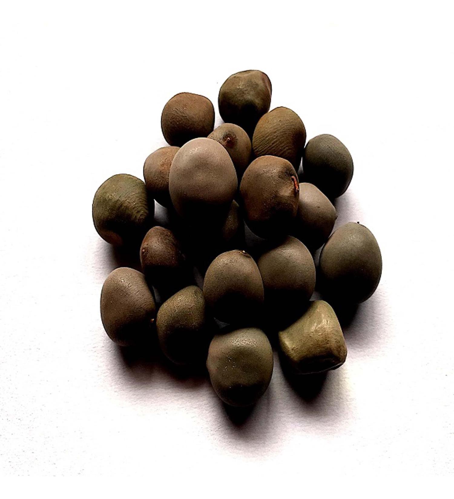 RAW HERBS/JADI BOOTI DRIED KARANJWA BEEJ KAT KARANJA SEEDS SAGARGOTA CAESALPINIA BONDUCELLA (50GM) - Buy Online on GoSupps.com