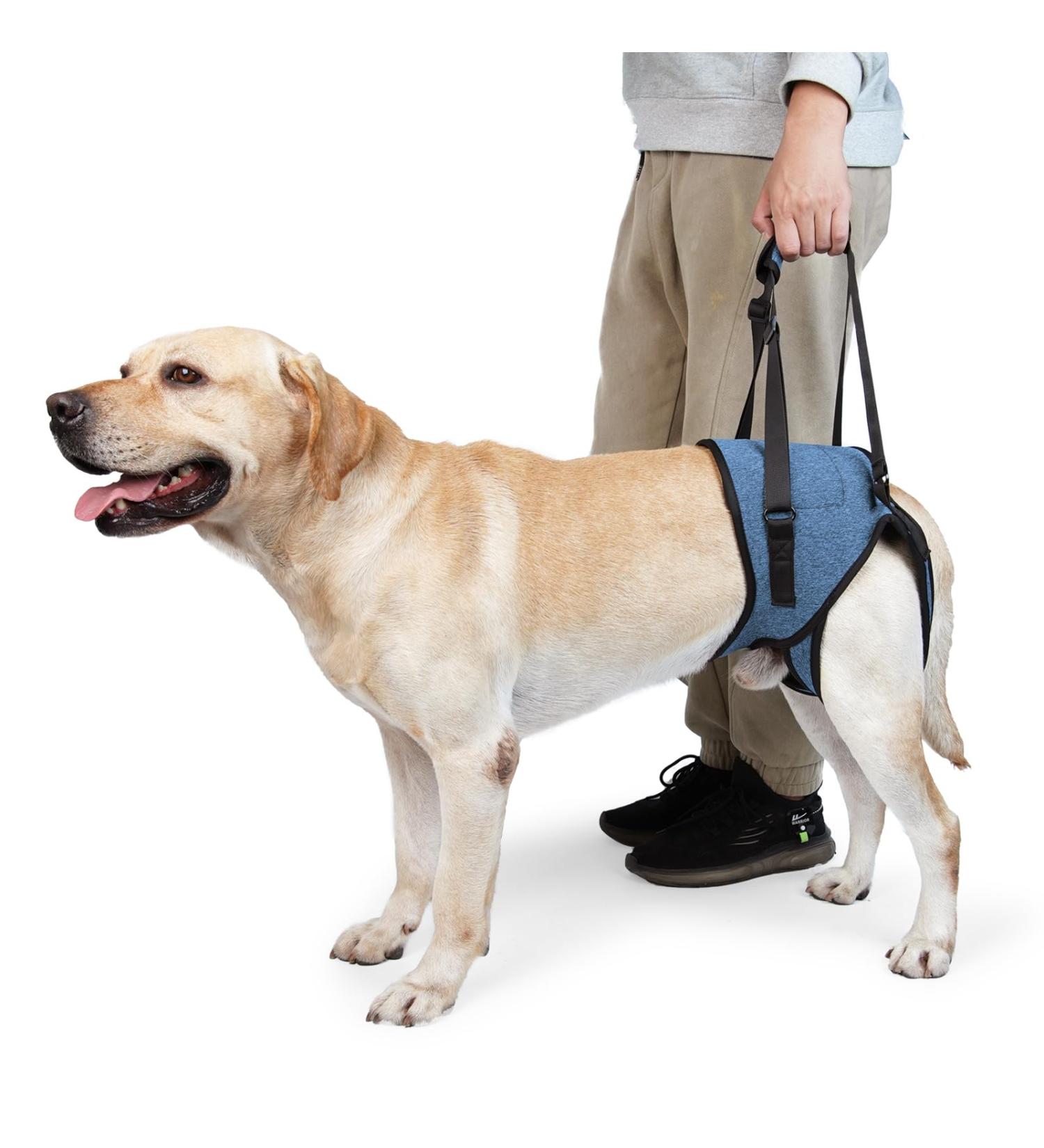 Dotoner Dog Lifting Harness - Support for Injured & Handicapped Dogs (XL Blue) | Soft Loop for Small Medium & Large Breeds - Buy Online on GoSupps.com